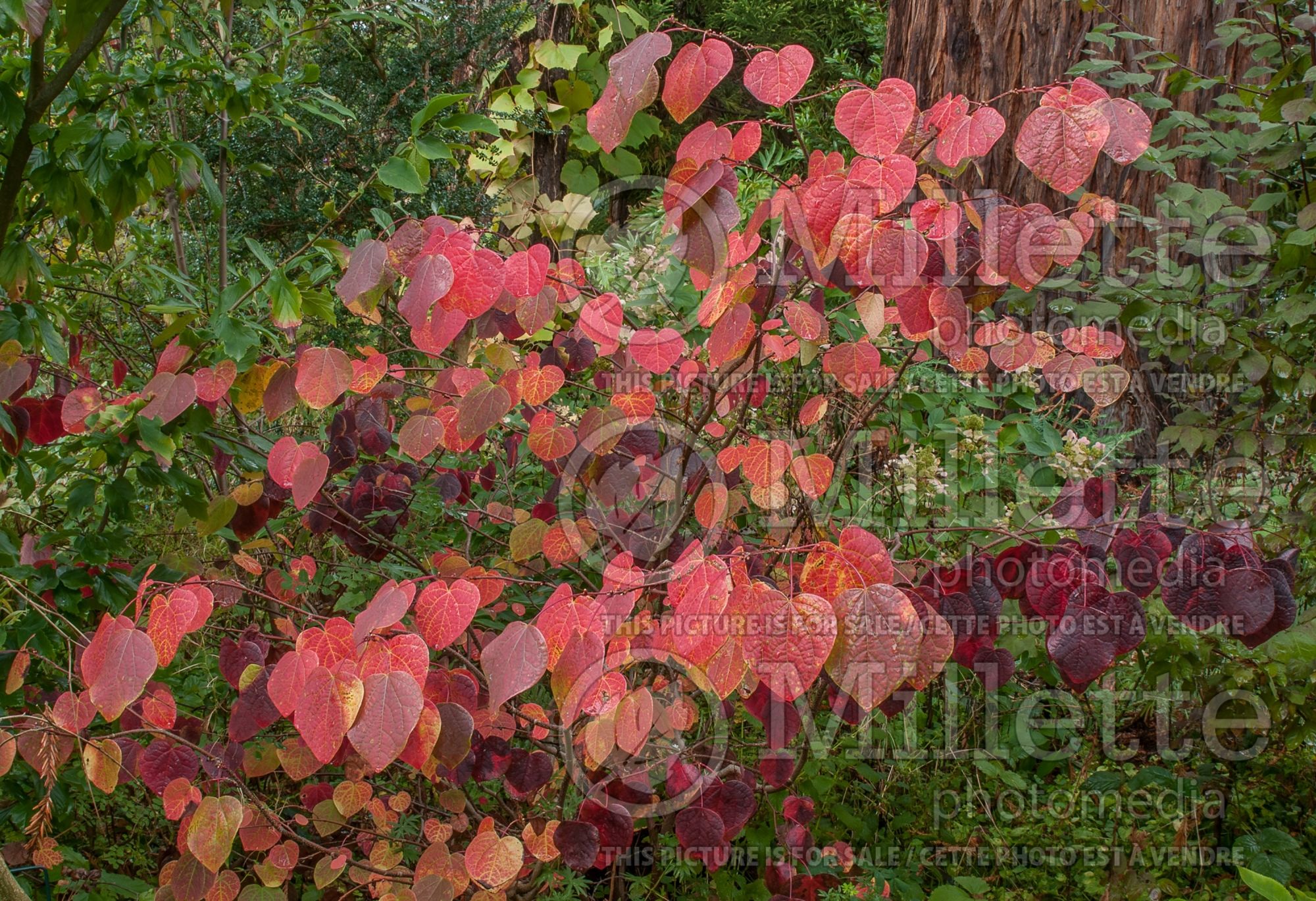 Disanthus cercidifolius (disanthus) 8