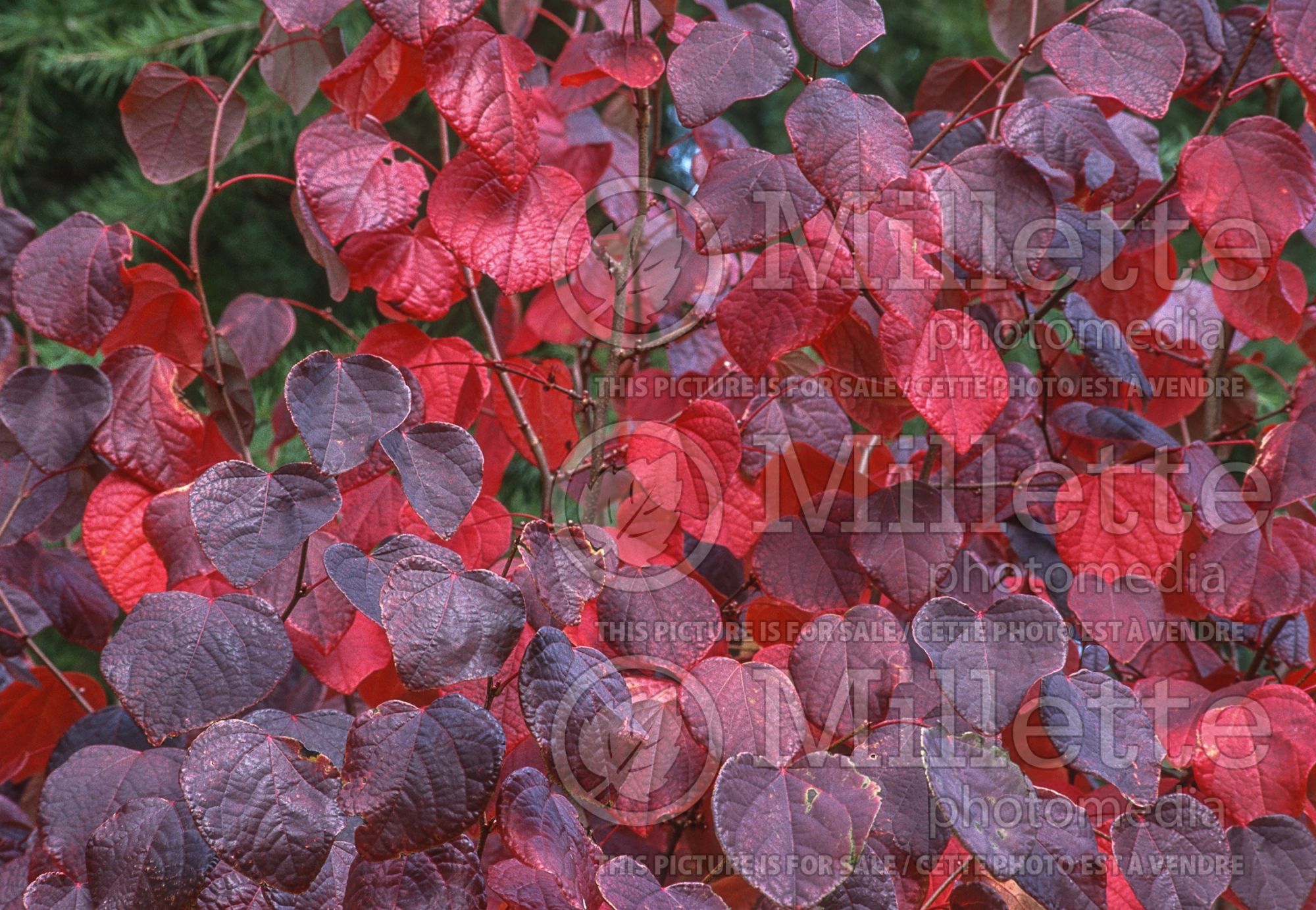 Disanthus cercidifolius (disanthus) 10