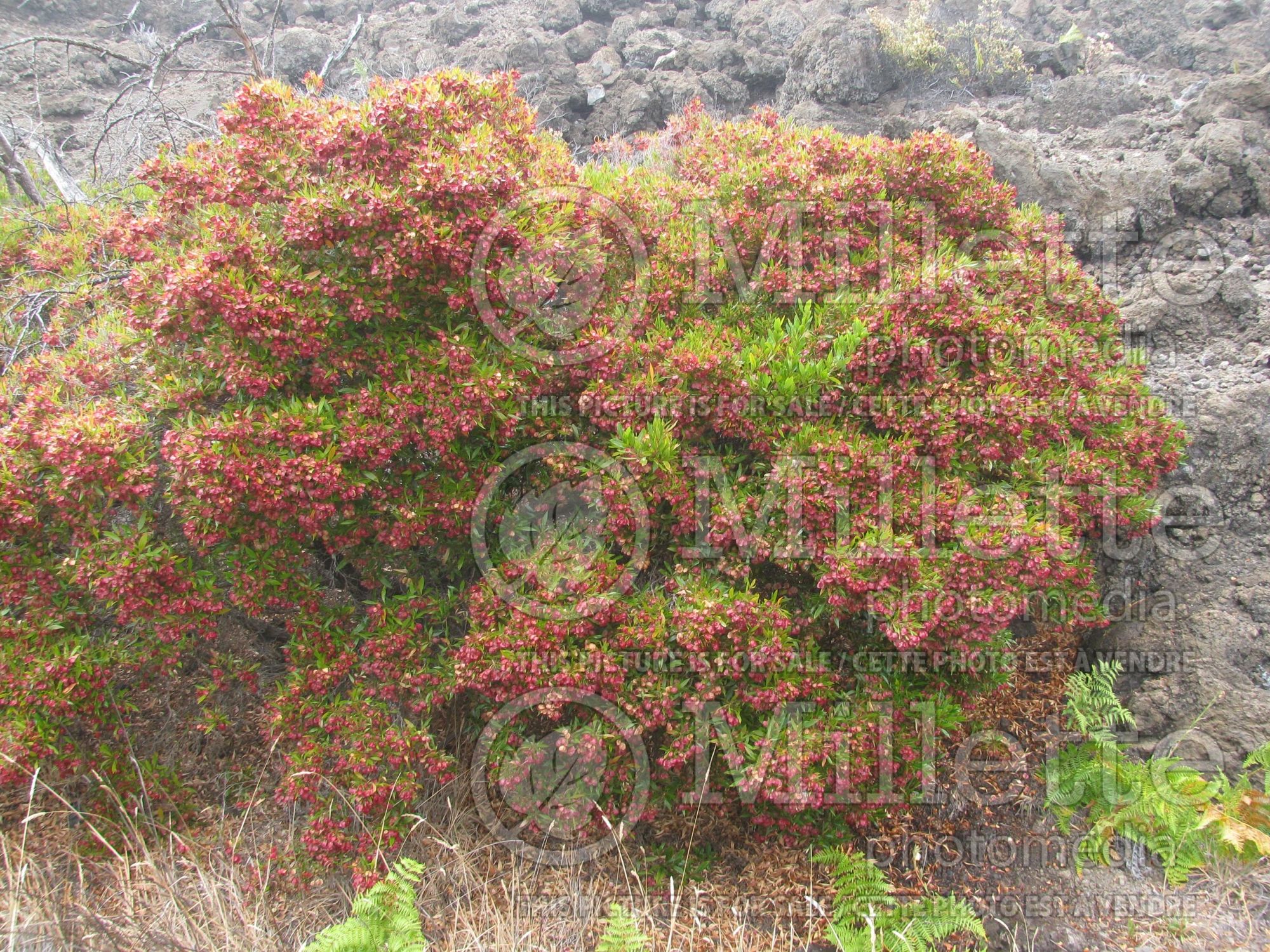 Dodonaea viscosa (sticky hop bush) 2