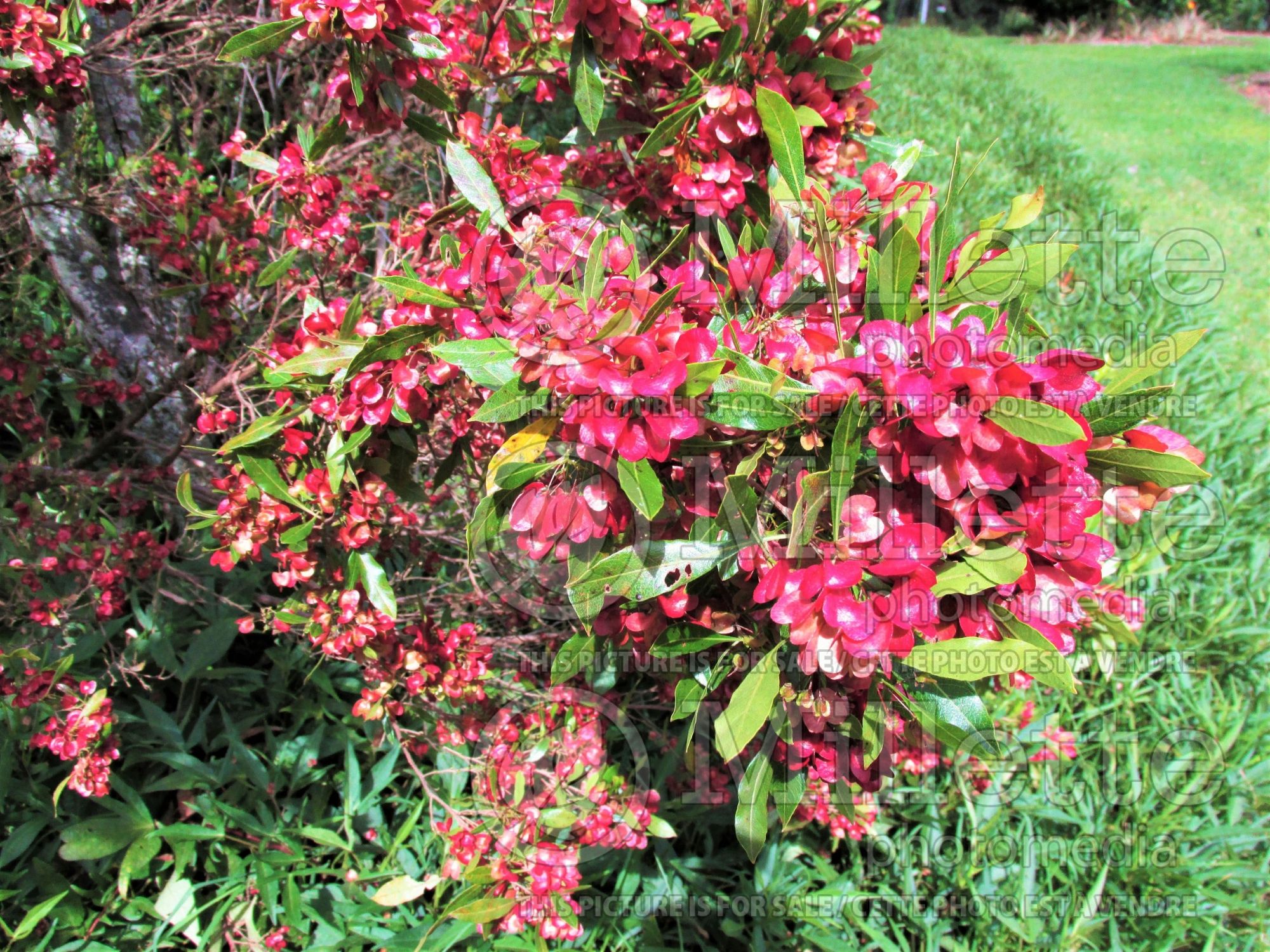 Dodonaea viscosa (sticky hop bush) 6