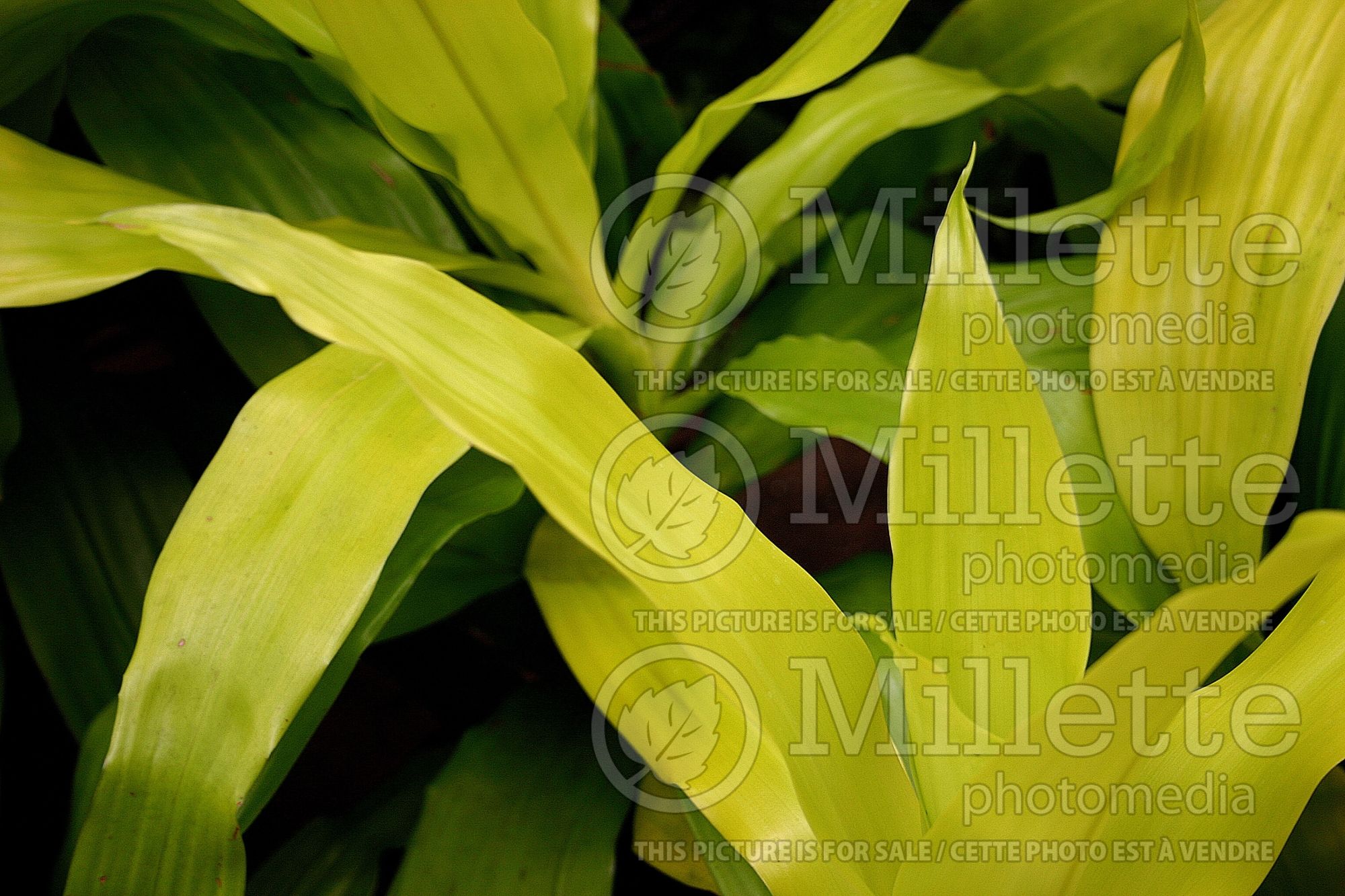 Dracaena Limelight (False Dracaena cabbage tree) 1