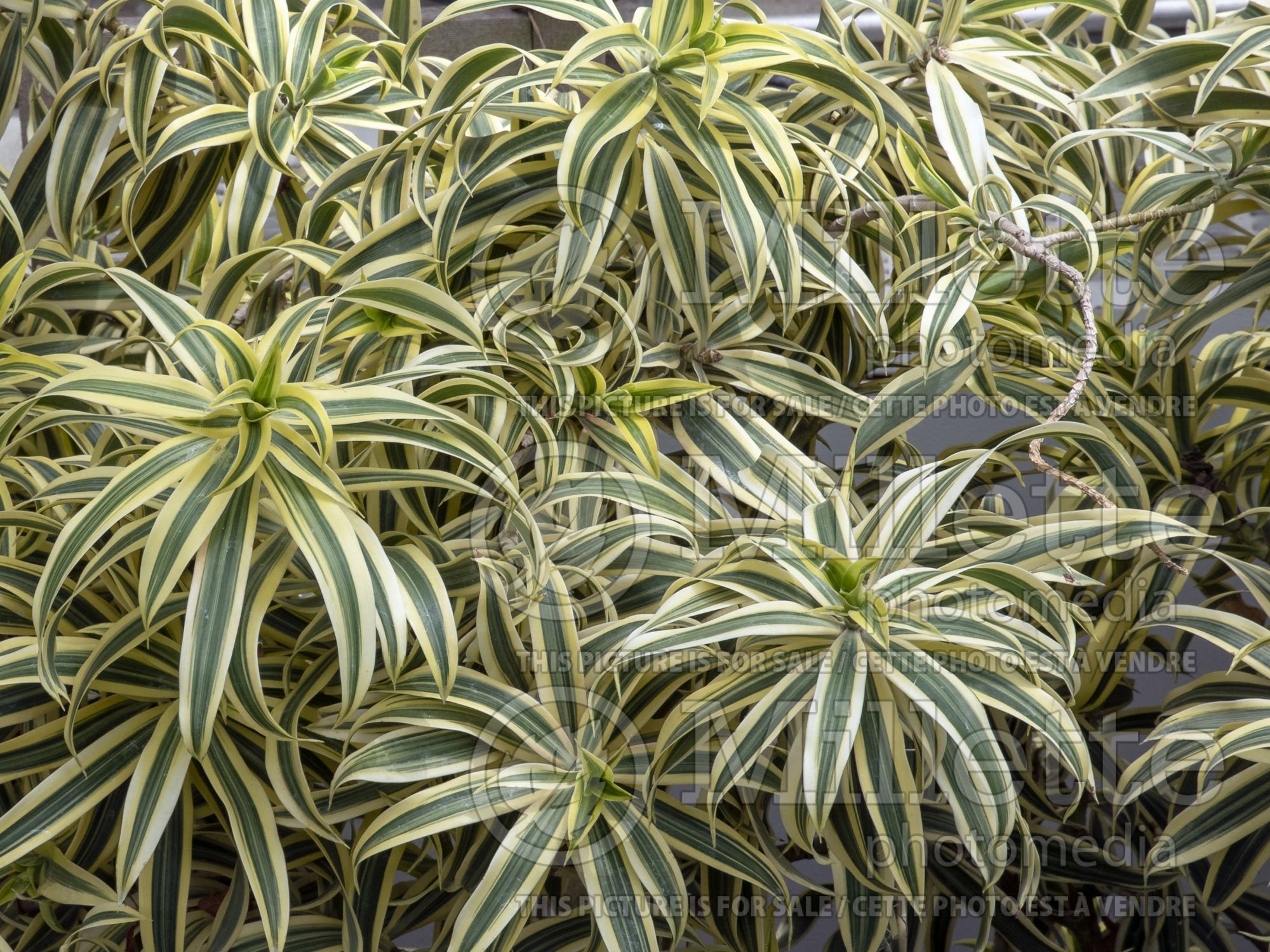 Dracaena Song of India (False Dracaena cabbage tree) 2
