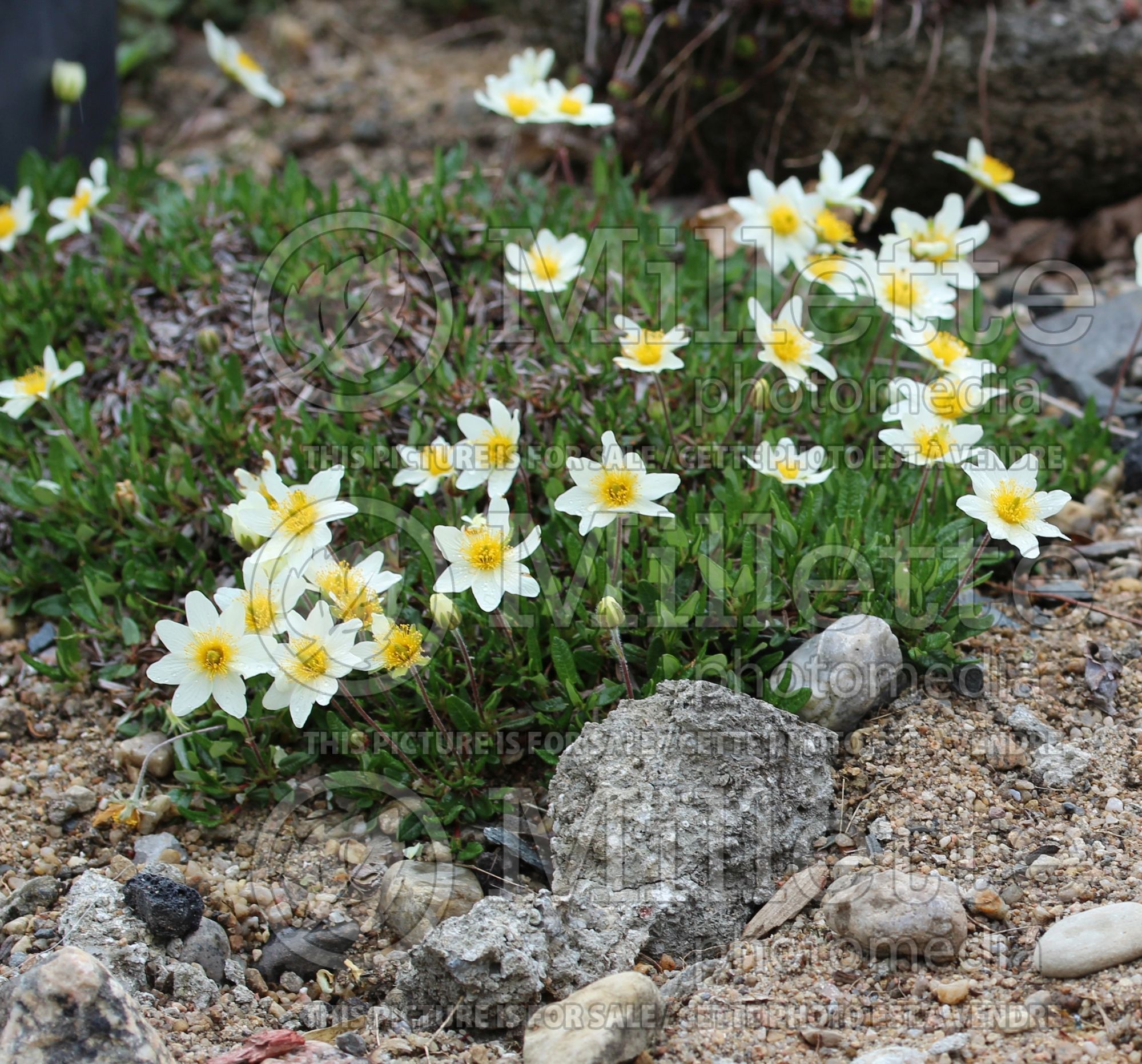 Dryas drummondii (Yellow Mountain Avens) 9