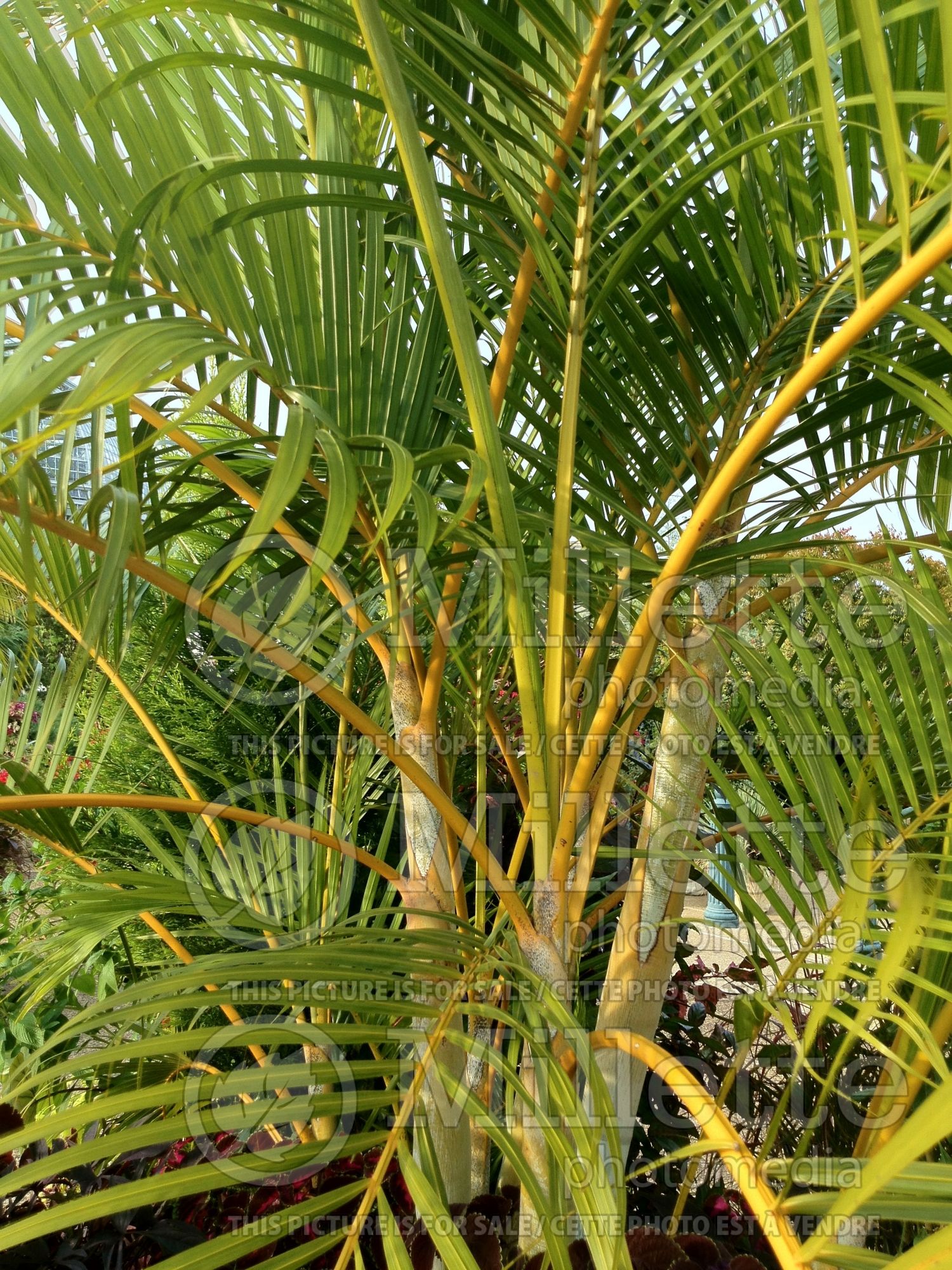 Dypsis lutescens aka Chrysalidocarpus lutescens (Areca Palm or Butterfly Palm) 1