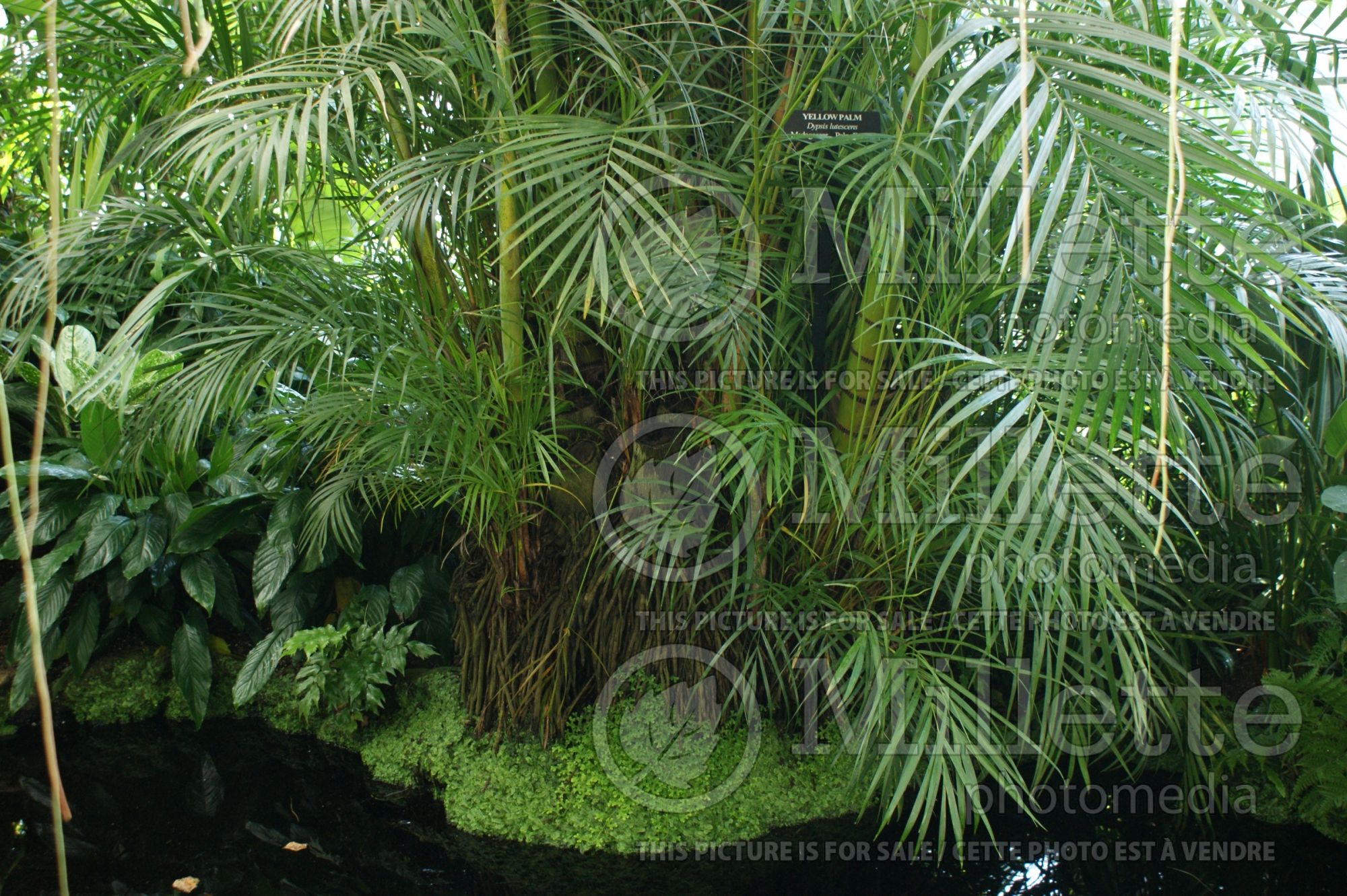 Dypsis lutescens aka Chrysalidocarpus lutescens (Areca Palm or Butterfly Palm) 9