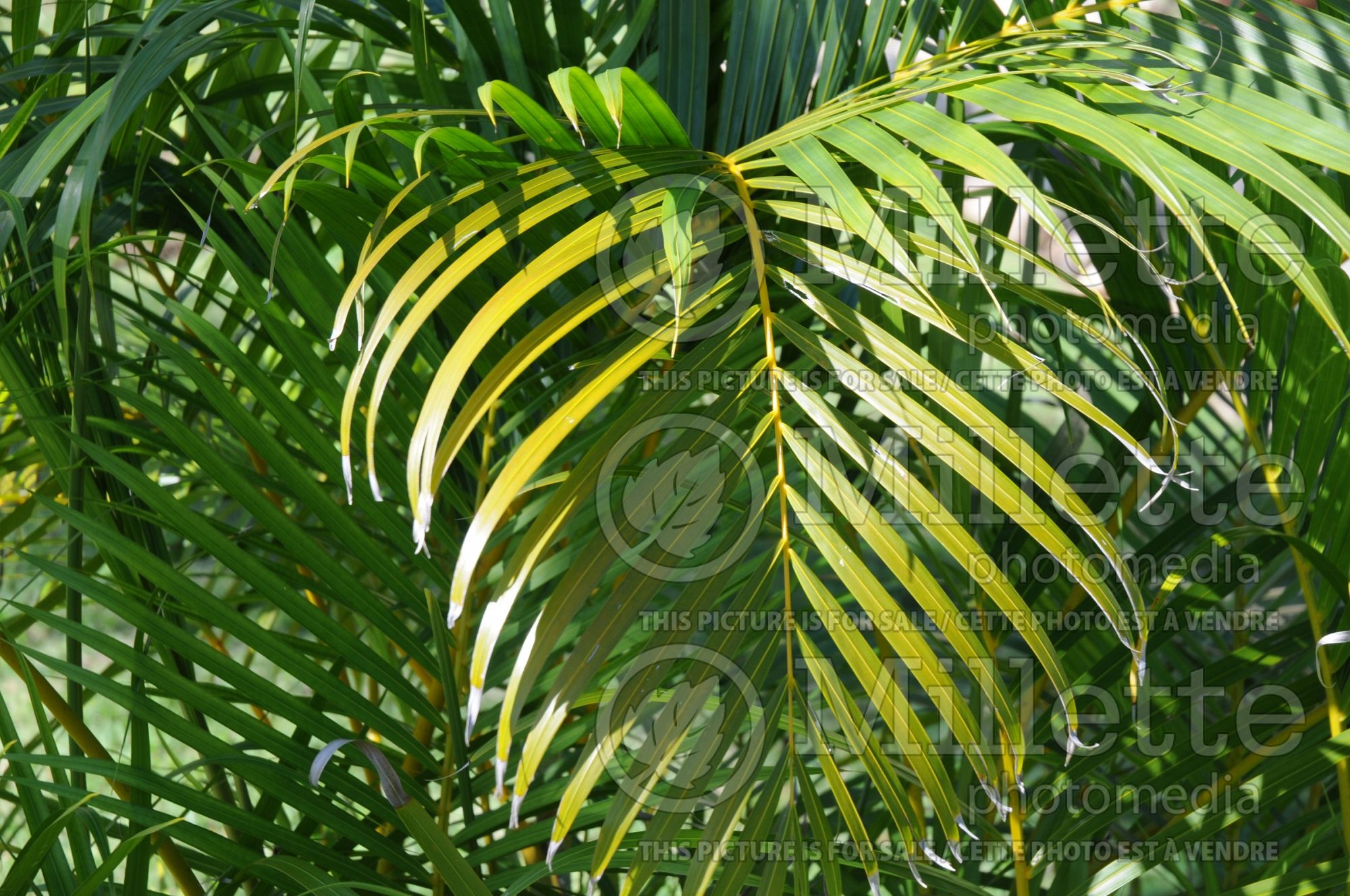 Dypsis lutescens aka Chrysalidocarpus lutescens (Areca Palm or Butterfly Palm) 5