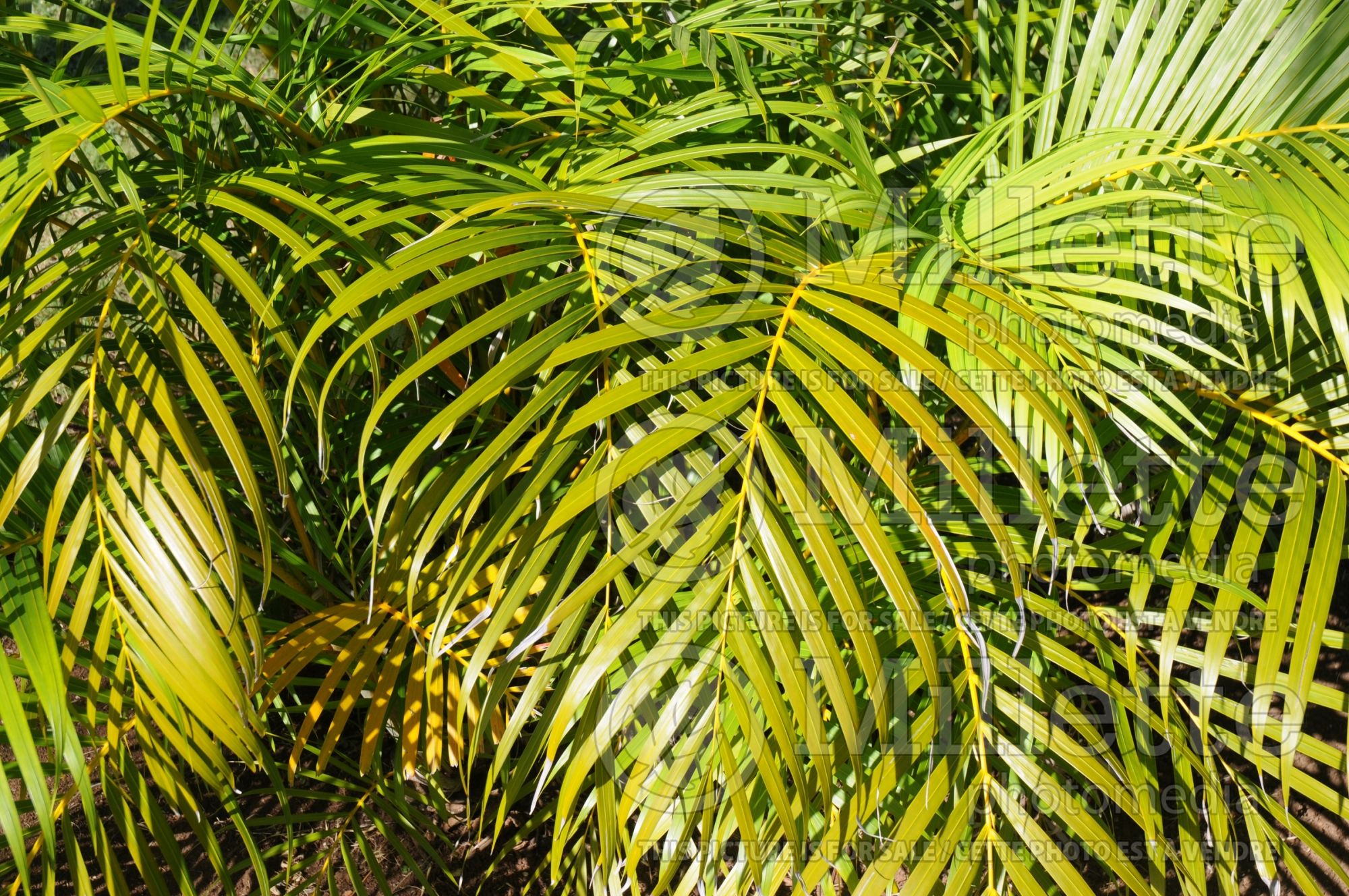 Dypsis lutescens aka Chrysalidocarpus lutescens (Areca Palm or Butterfly Palm) 3