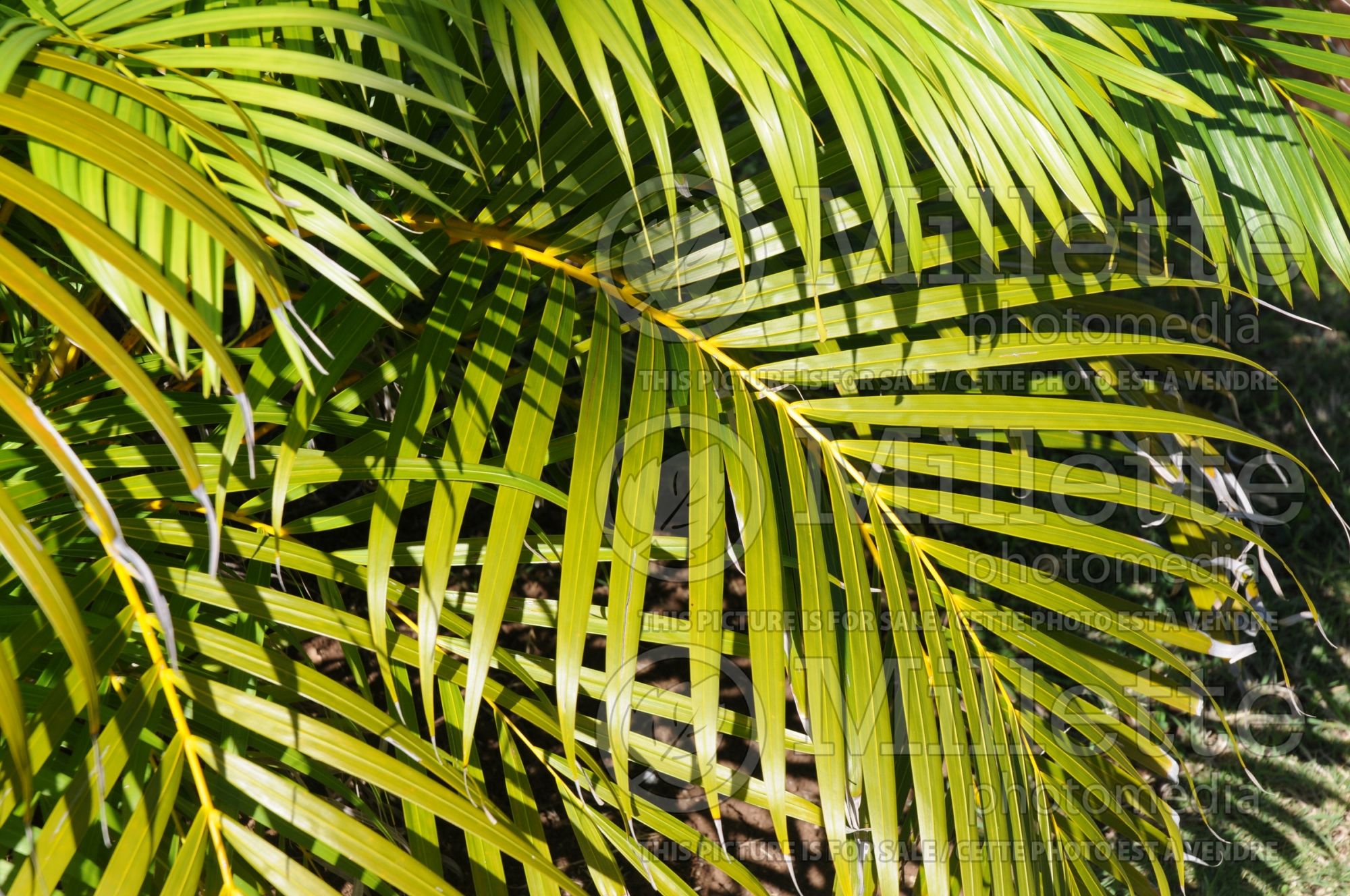 Dypsis lutescens aka Chrysalidocarpus lutescens (Areca Palm or Butterfly Palm) 4