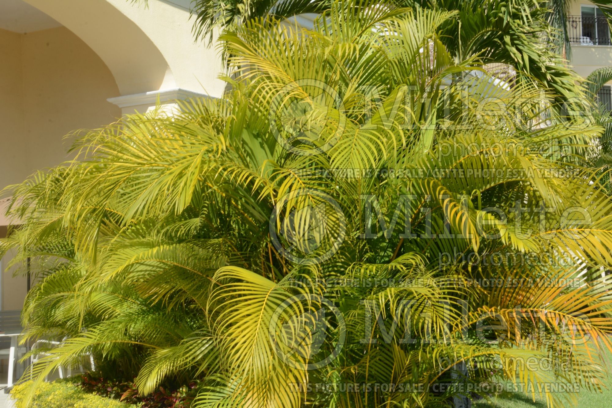Dypsis lutescens aka Chrysalidocarpus lutescens (Areca Palm or Butterfly Palm) 7