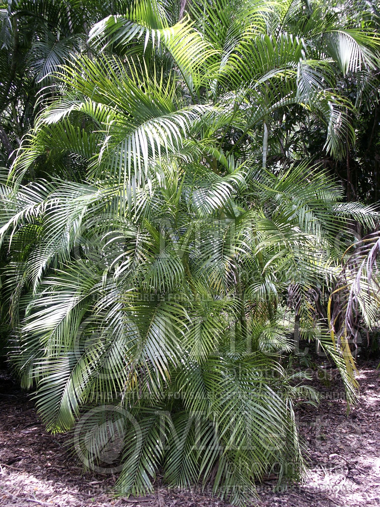 Dypsis lutescens aka Chrysalidocarpus lutescens (Areca Palm or Butterfly Palm) 11