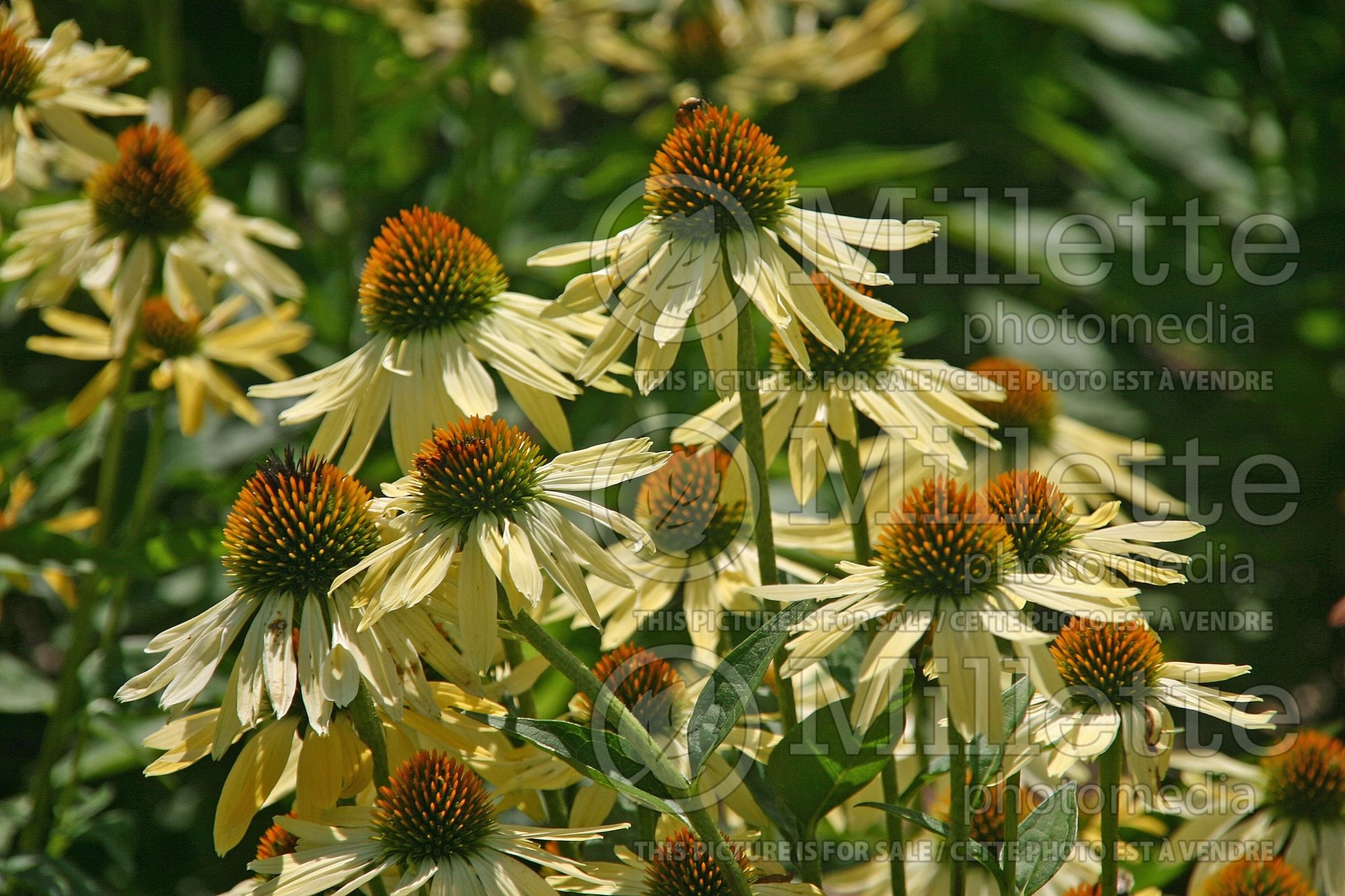 Echinacea Big Sky Sunrise (Coneflower) 4