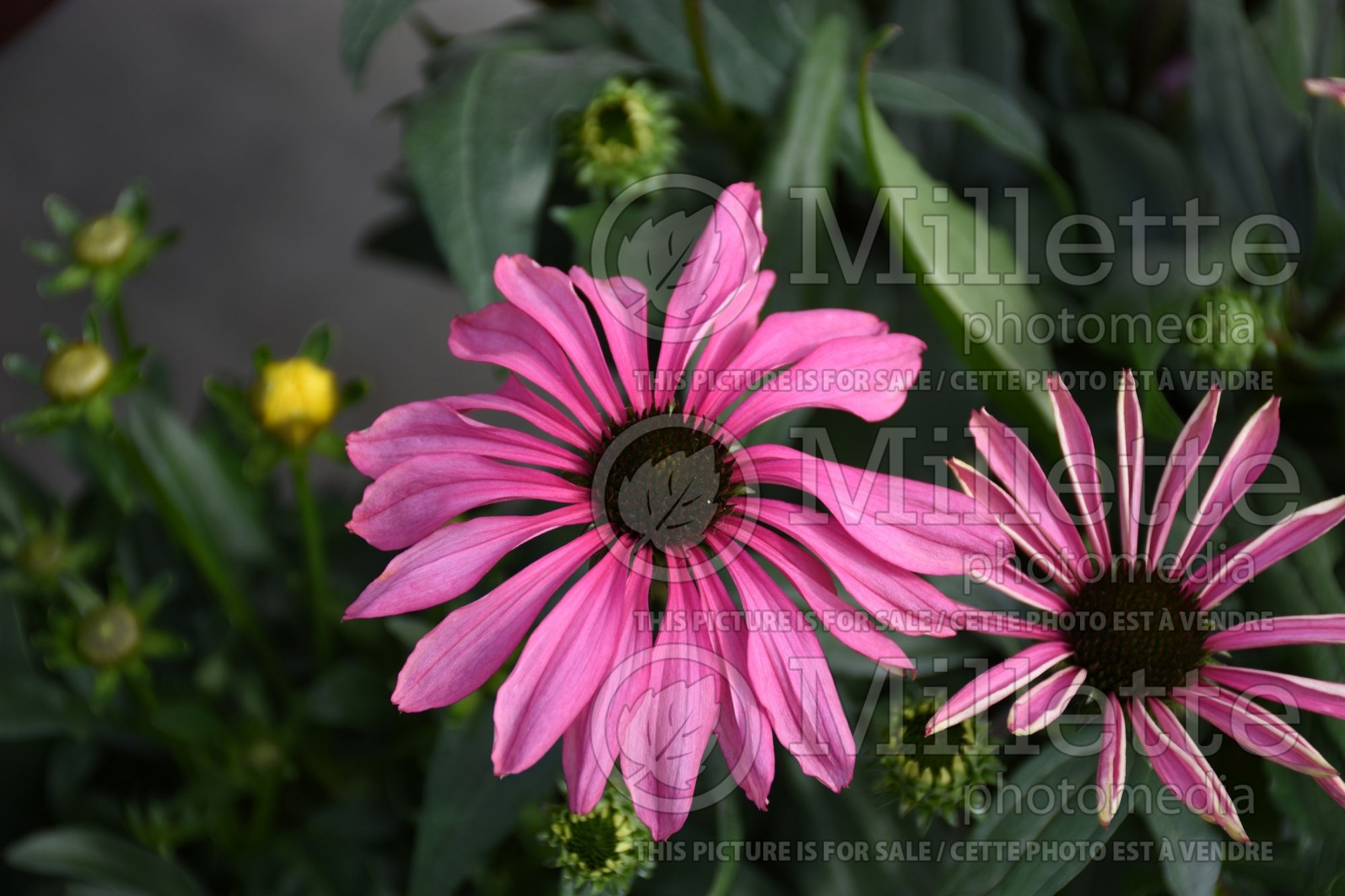 Echinacea Butterfly Purple Emperor (Coneflower) 1