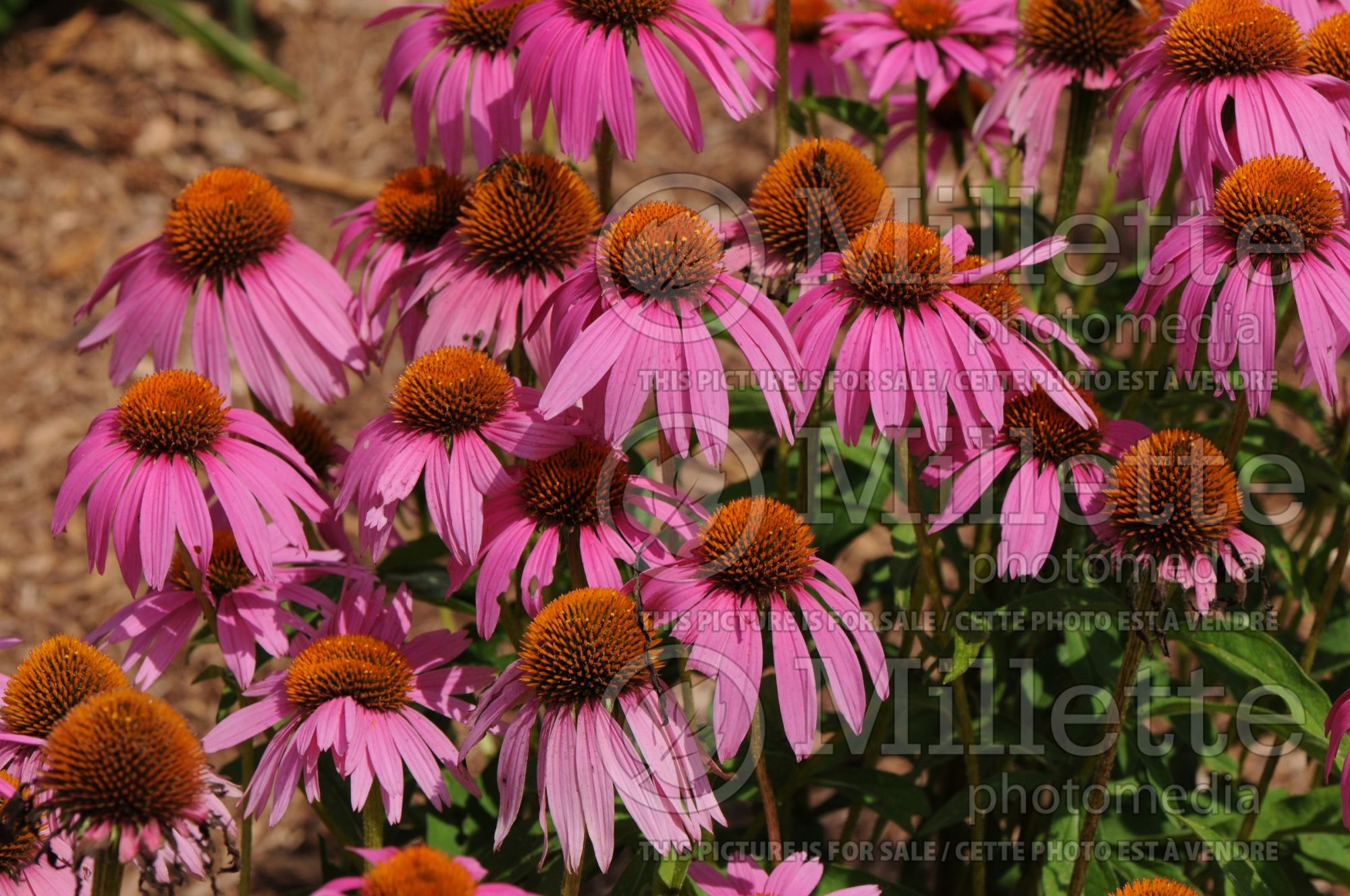 Echinacea Crazy Pink aka Adam Saul (Coneflower) 2