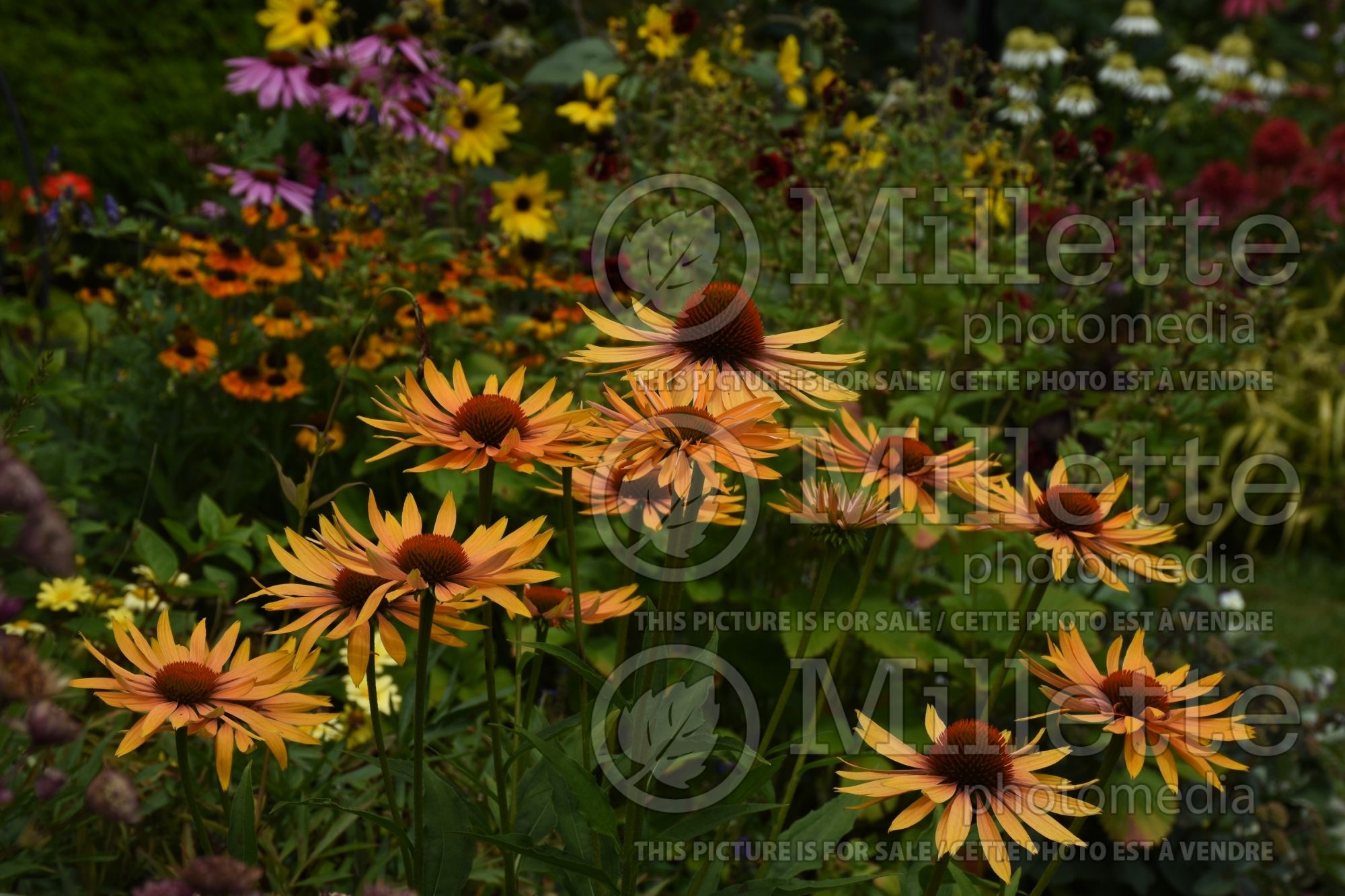 Echinacea Prairie Pillars Big Kahuna (coneflower) 3