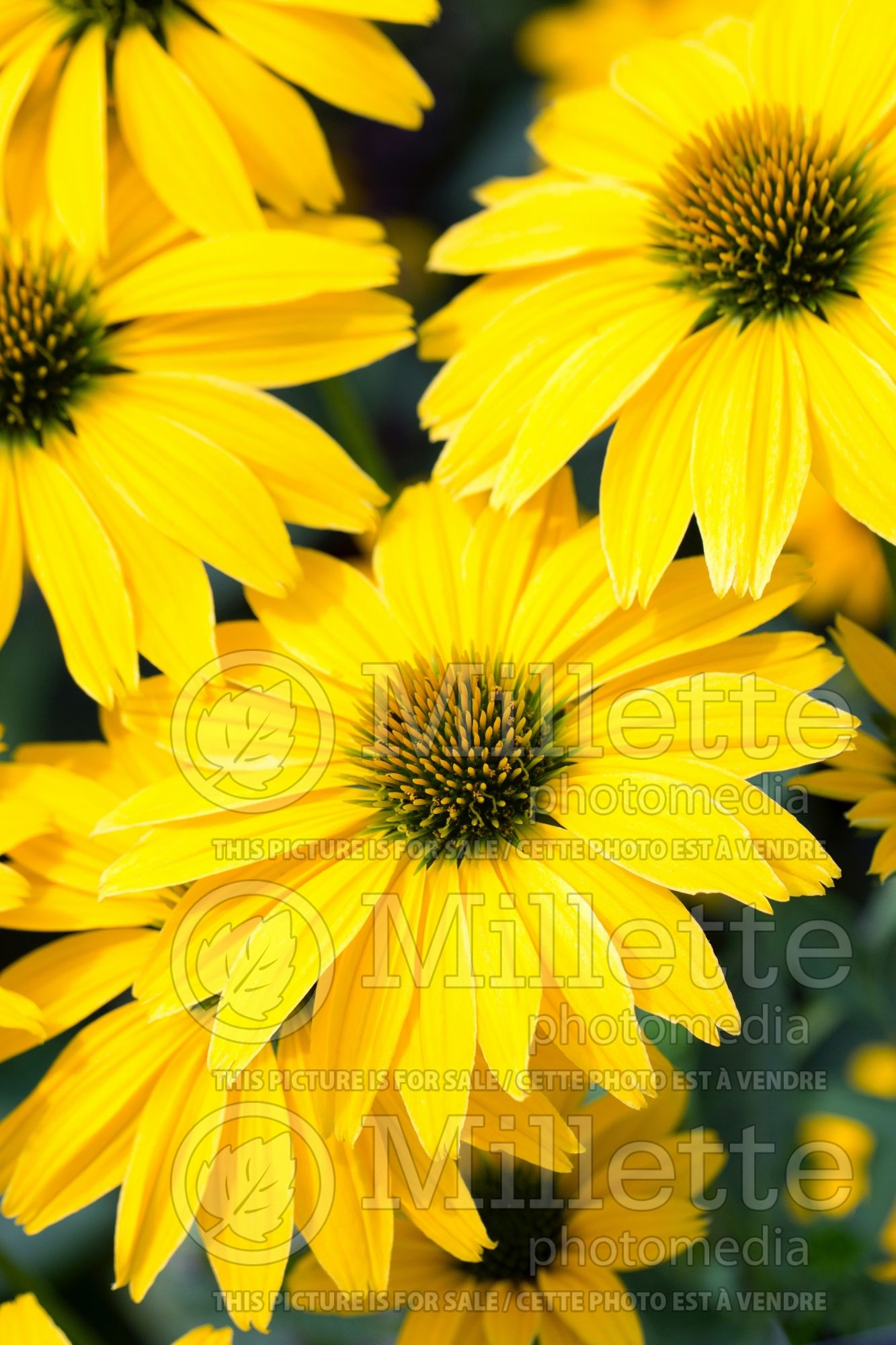 Echinacea Prairie Pillars Leilani (Coneflower) 4