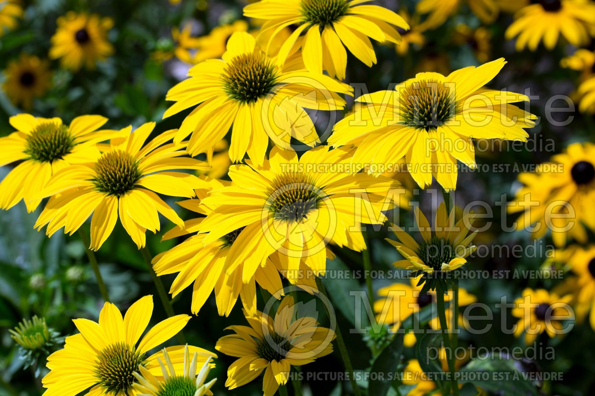 Echinacea Prairie Pillars Leilani (Coneflower) 5