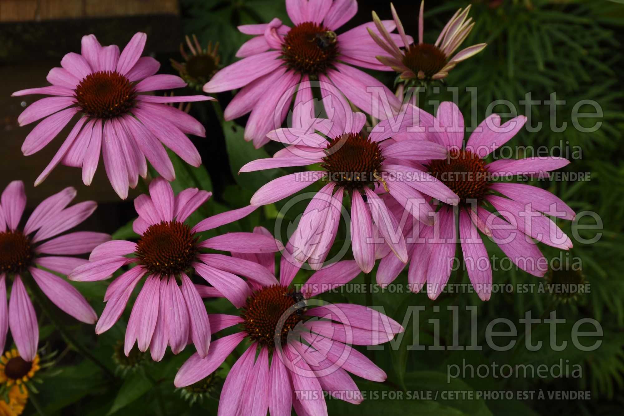Echinacea Feeling Pink (Coneflower) 1