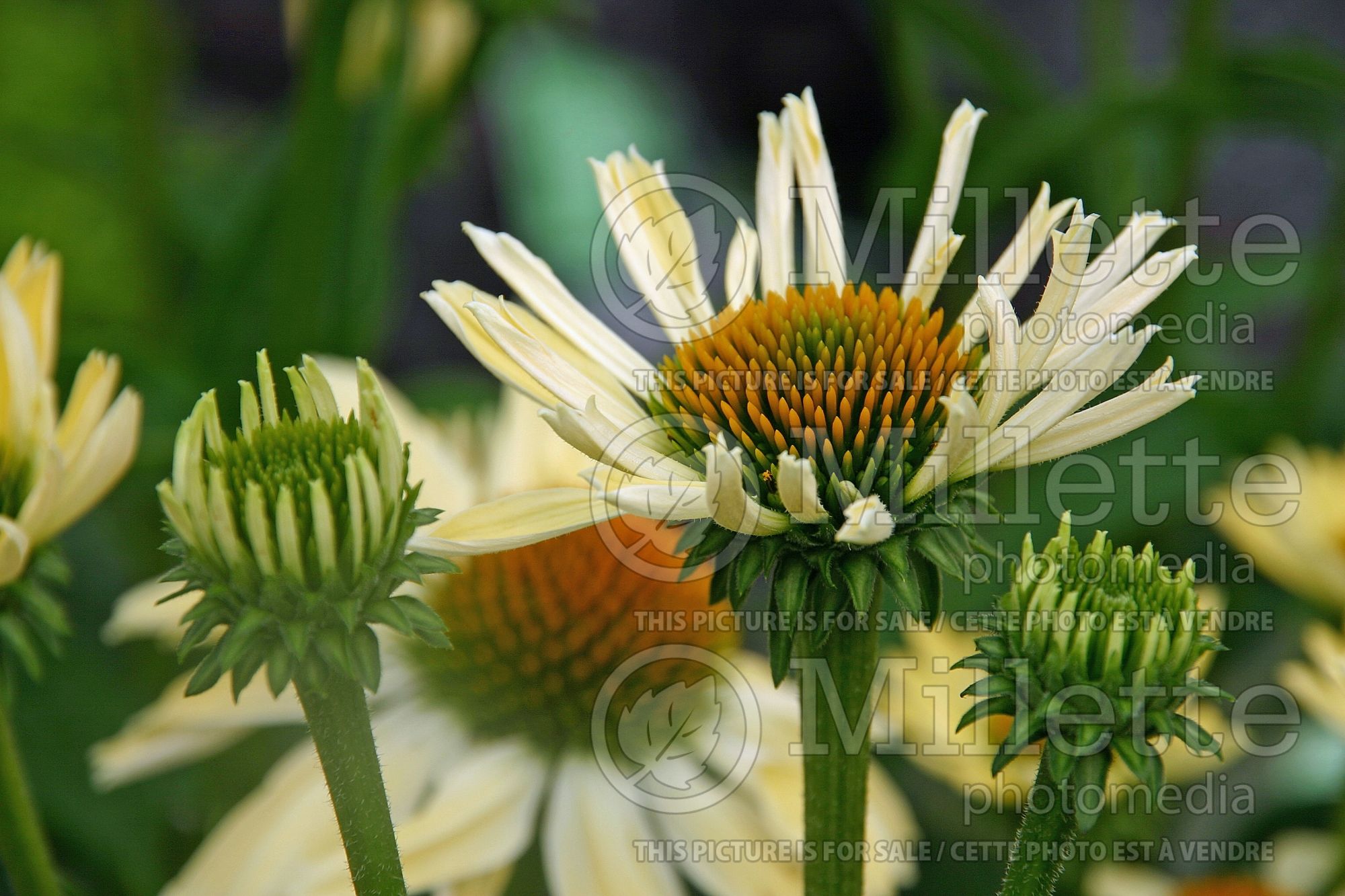 Echinacea Fragrant Angel (Coneflower) 4