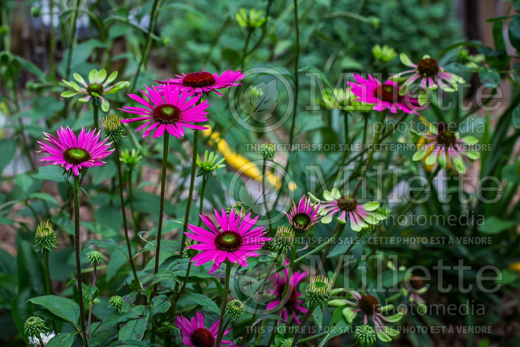 Echinacea Green Eyes (Coneflower) 5