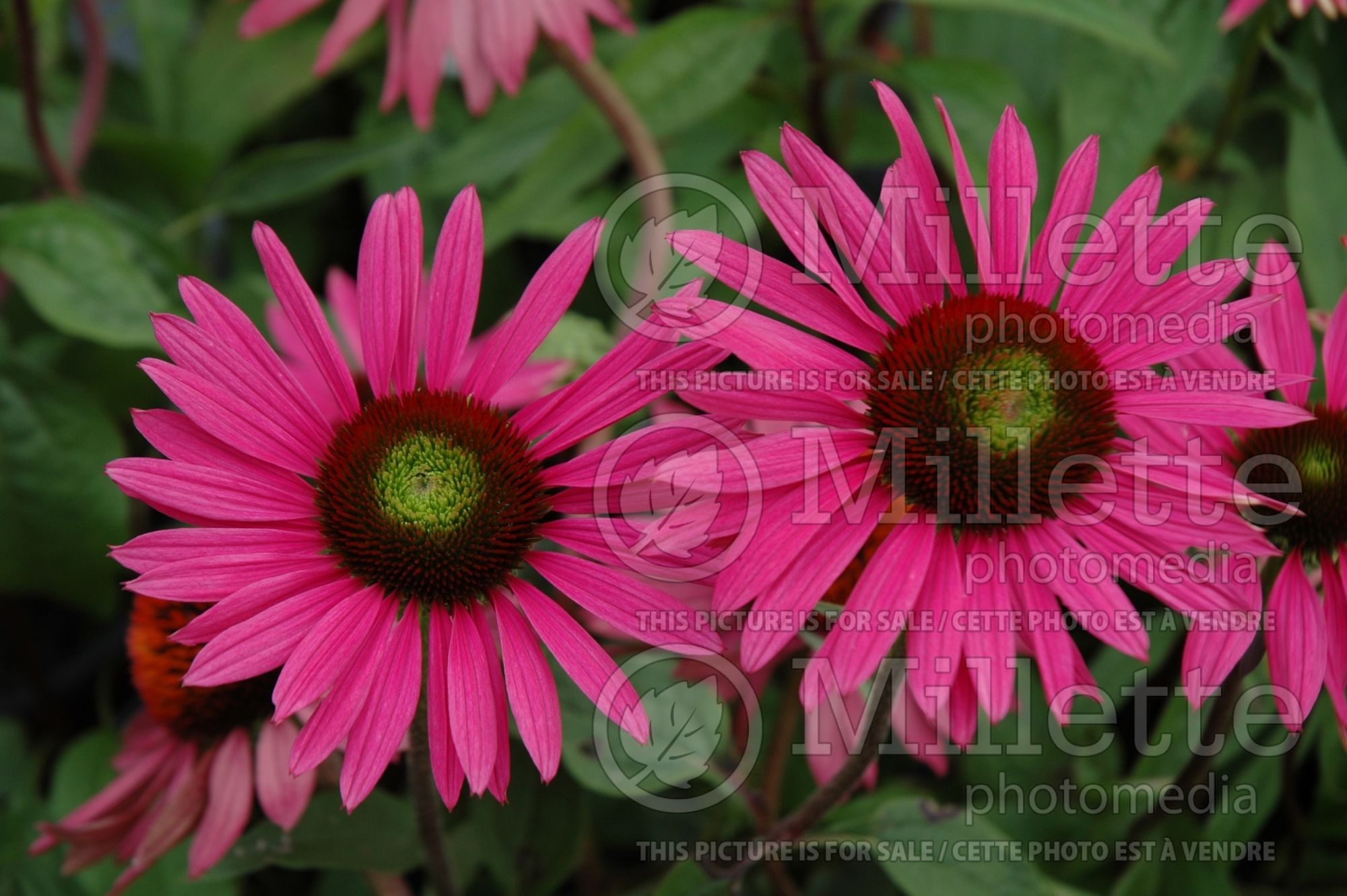 Echinacea Green Eyes (Coneflower) 2