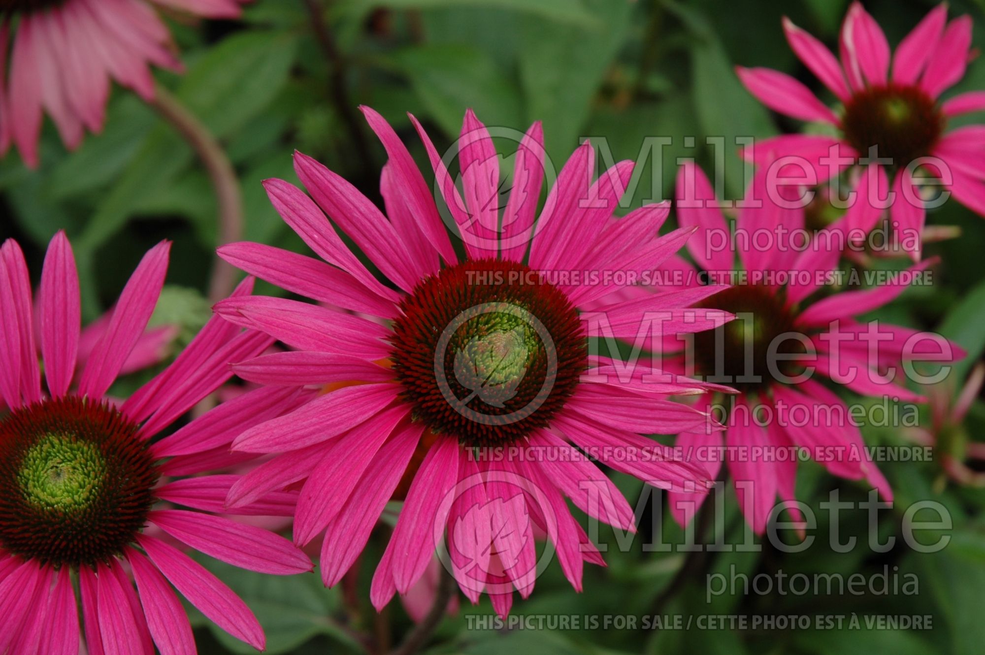 Echinacea Green Eyes (Coneflower) 3
