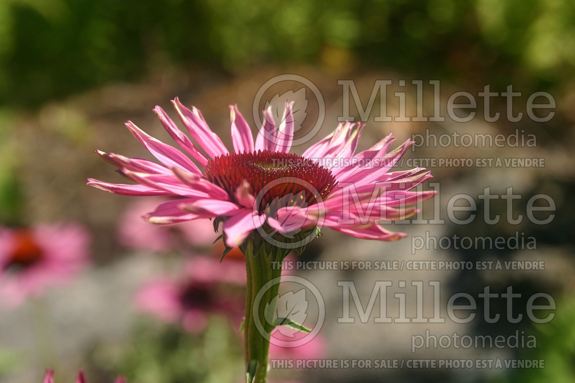 Echinacea Sparkler (Coneflower) 1