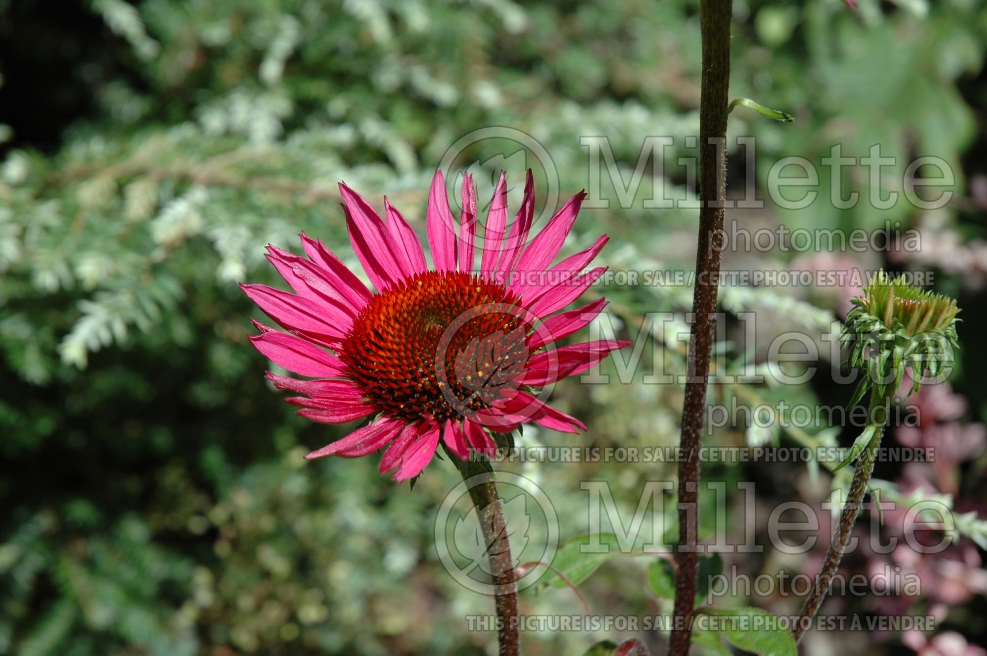 Echinacea Vintage Wine (Coneflower) 4