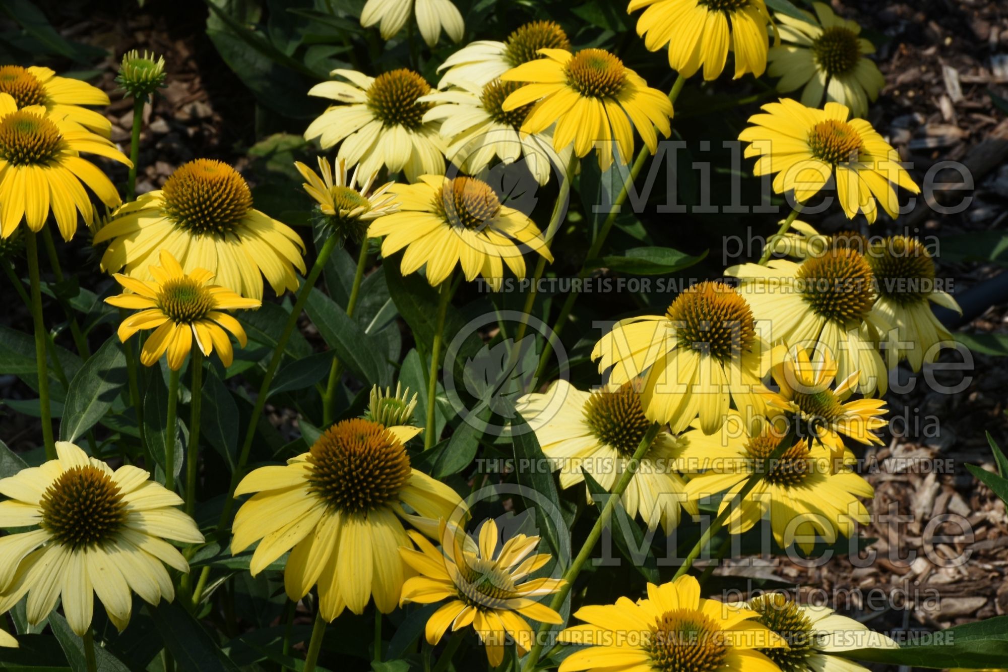 Echinacea Sombrero Lemon Yellow aka Balsomemy (purple coneflower) 3