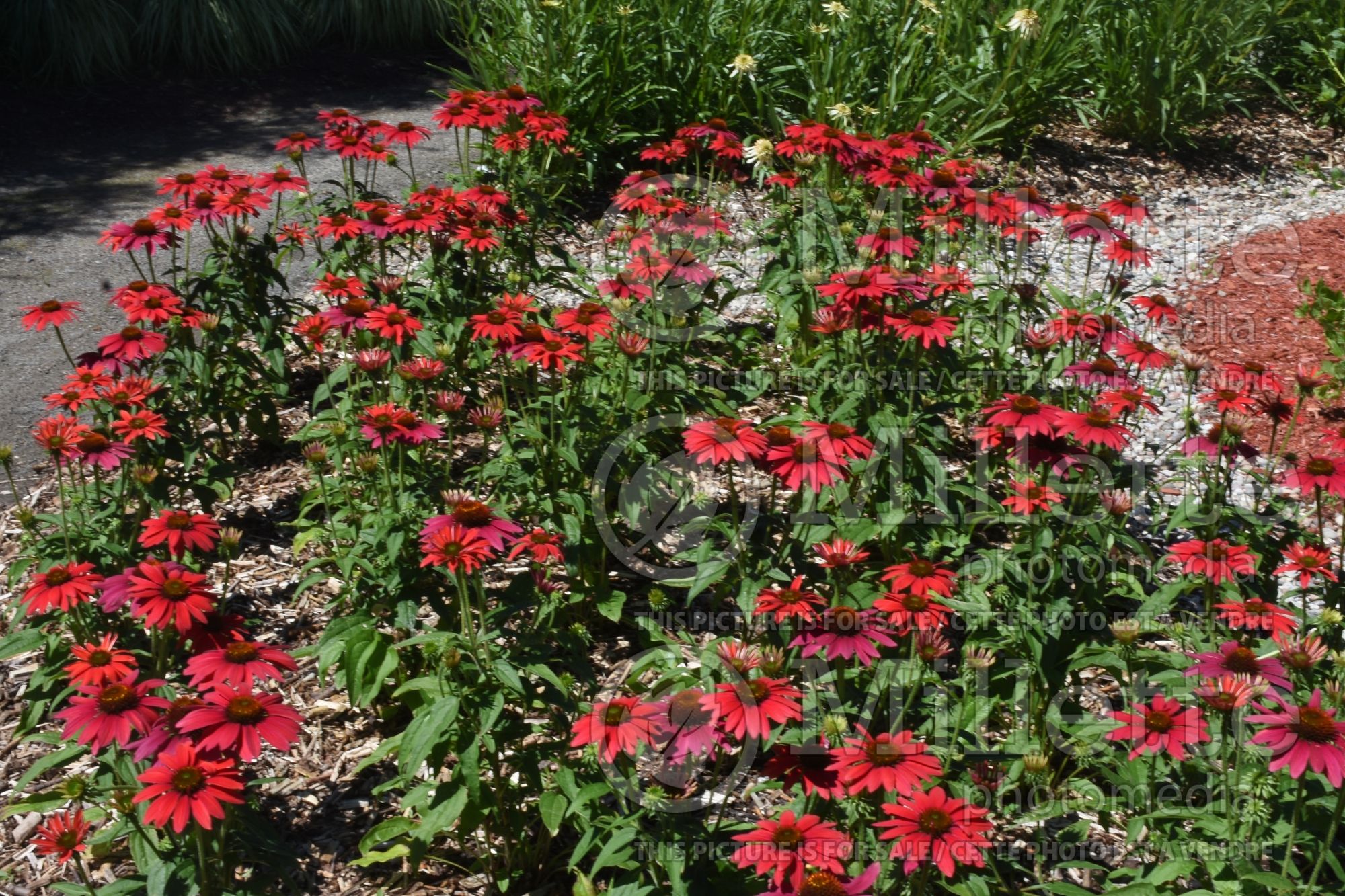 Echinacea Sombrero Tres Amigos (Coneflower) 4