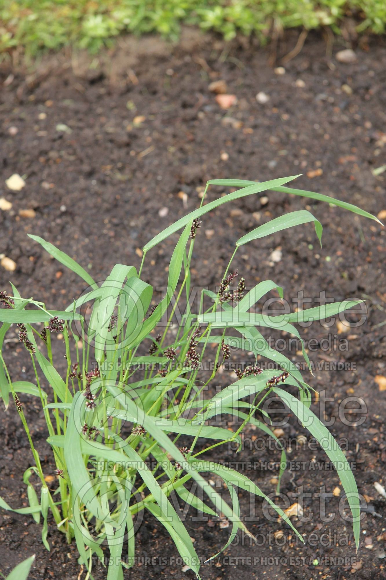 Echinochloa frumentacea (Japanese millet grass) 1