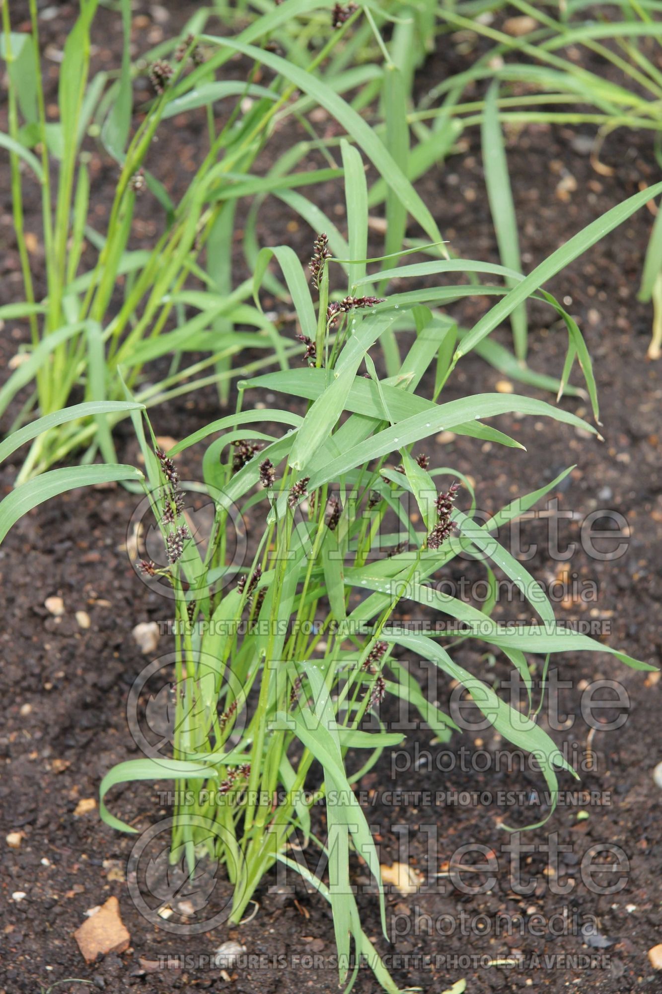 Echinochloa Yamagata (Japanese millet grass) 1