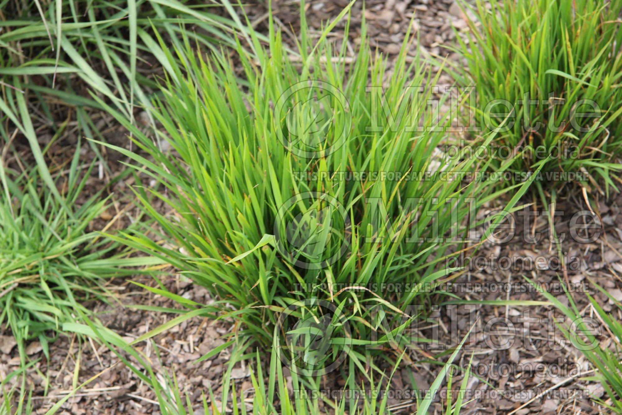 Ehrharta stipoides (weeping veldtgrass) 1