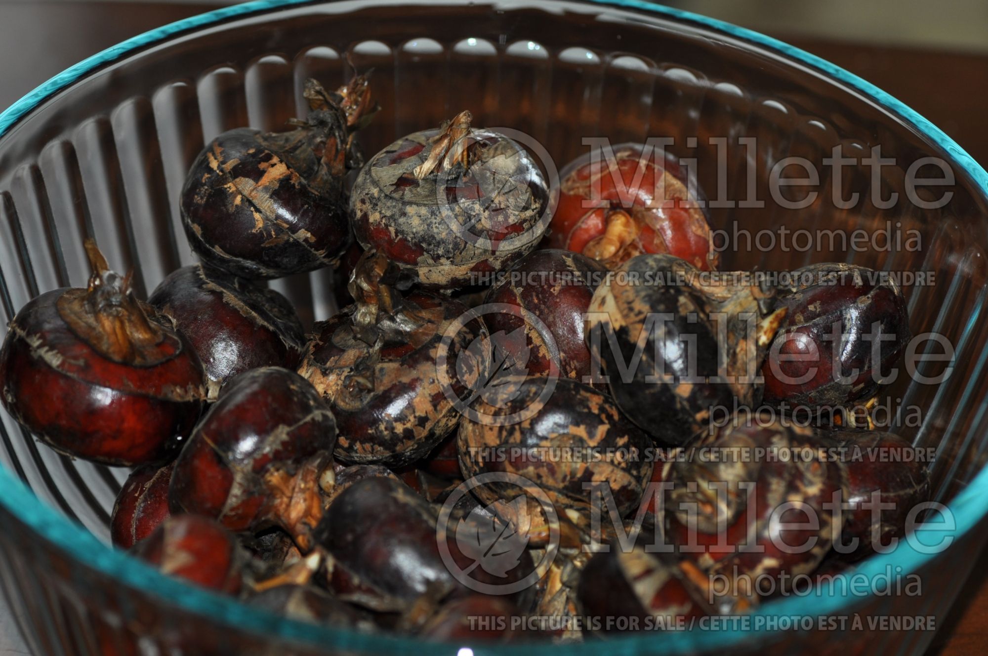 Eleocharis dulcis (Chinese water chestnut) 1