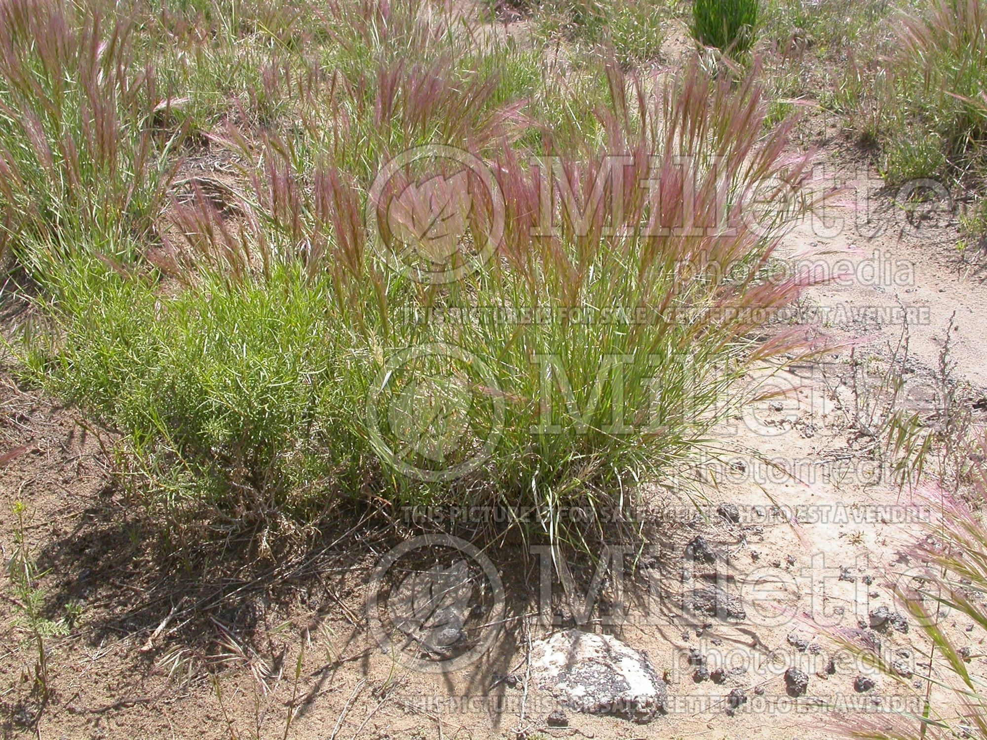 Elymus elymoides (Squirrel tail grass) 4