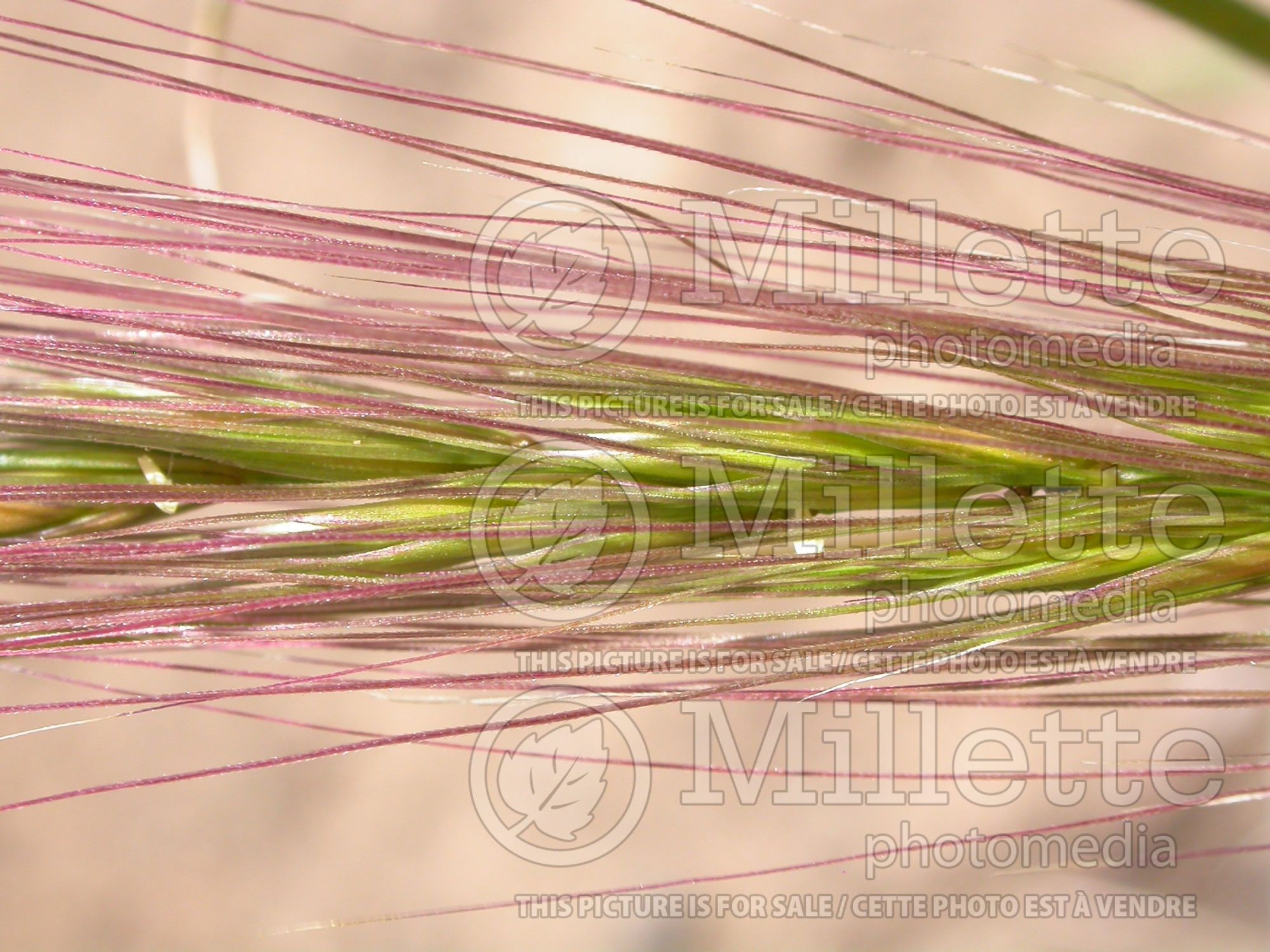 Elymus elymoides (Squirrel tail grass) 5