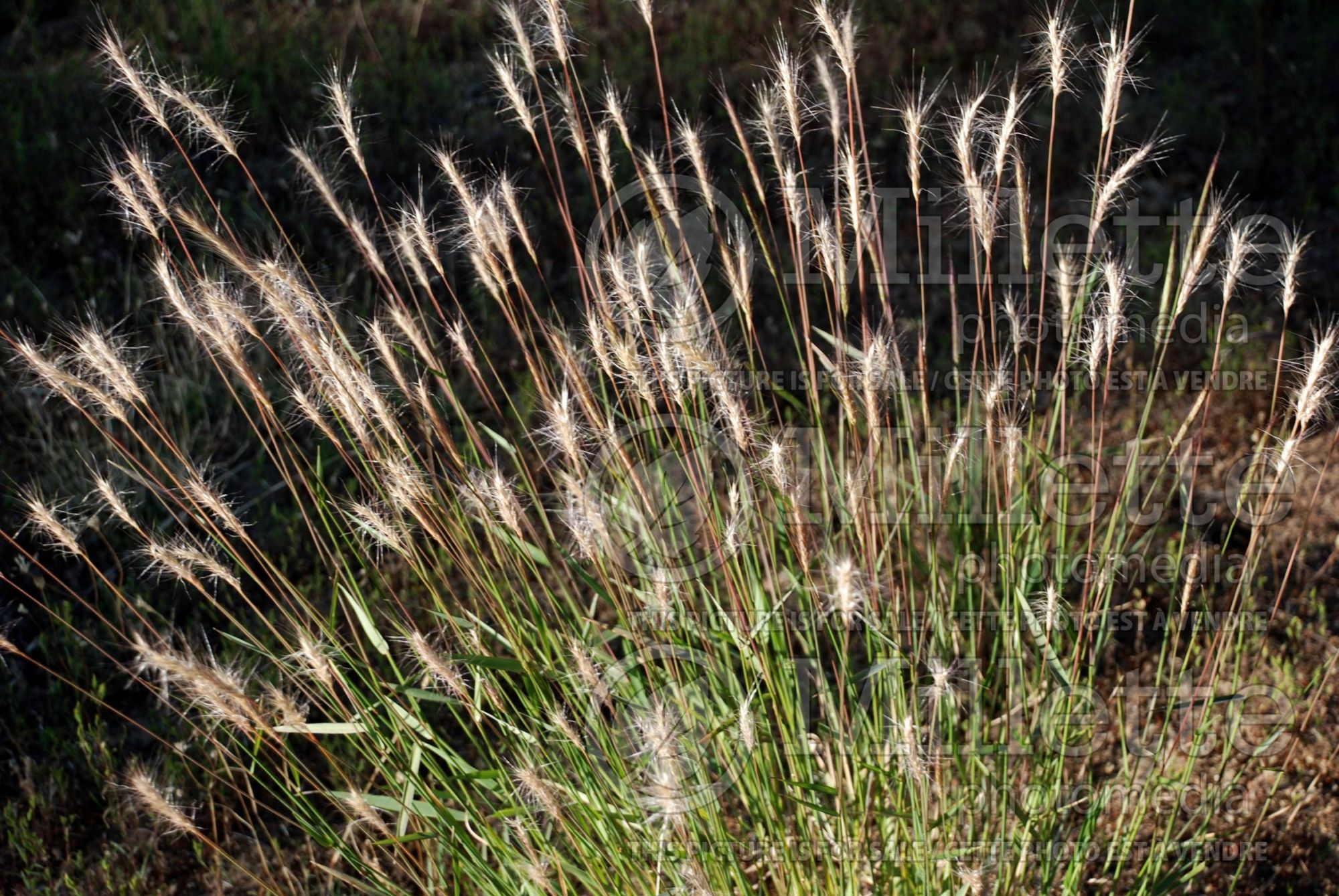 Elymus elymoides (Squirrel tail grass) 1