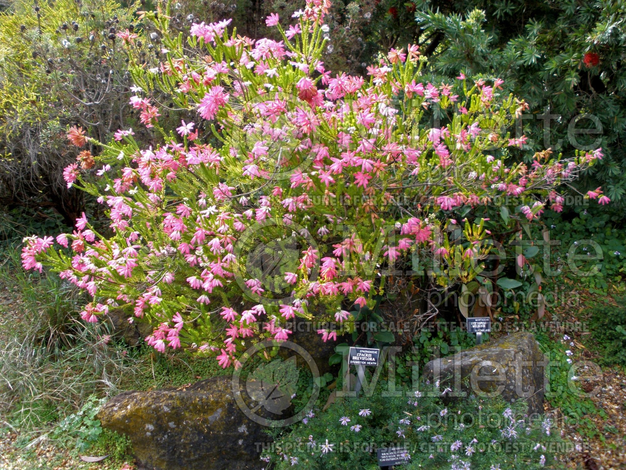 Epacris breviflora (drumstick heath) 1