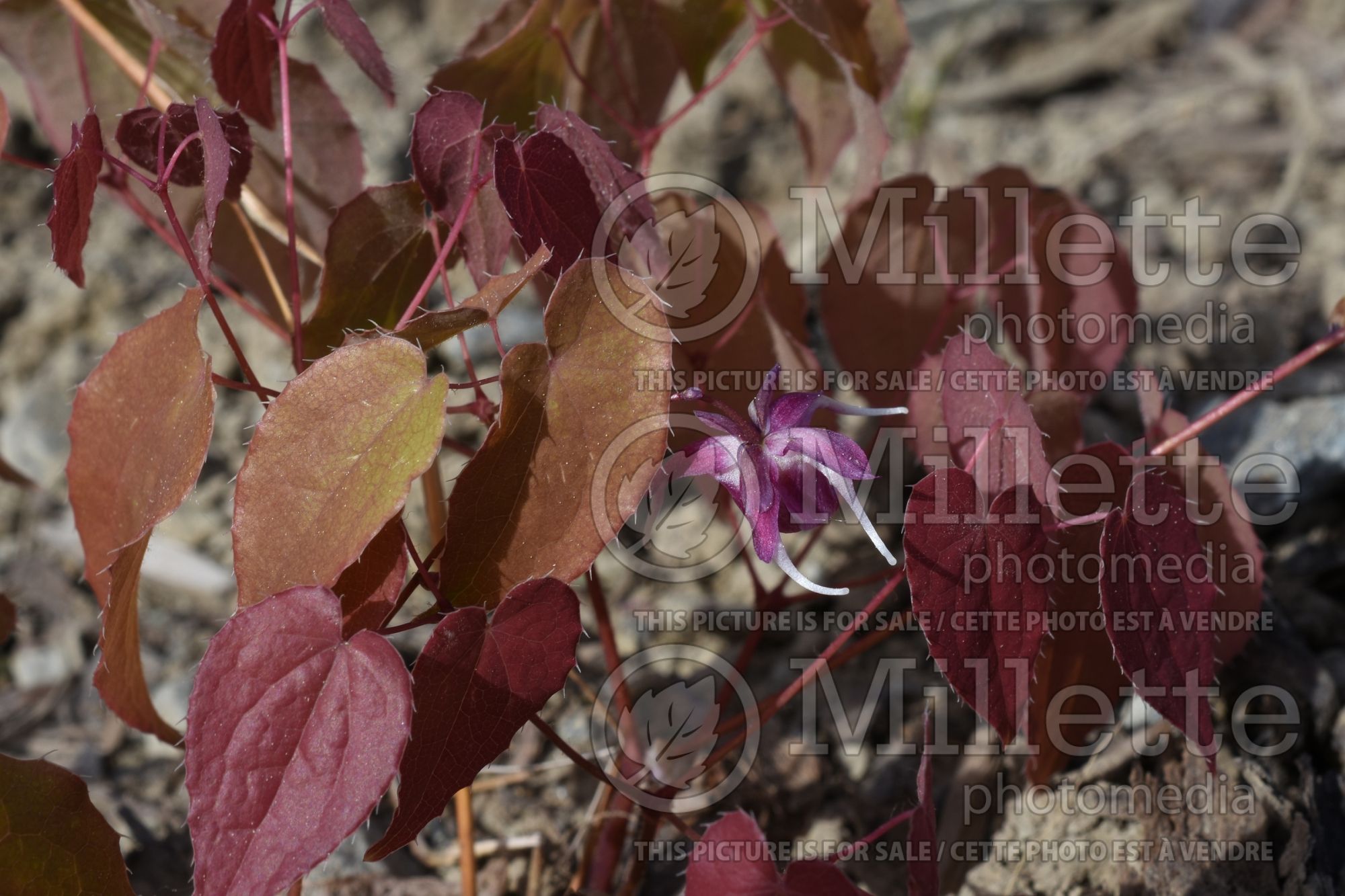 Epimedium Dark Beauty (Barrenwort) 1