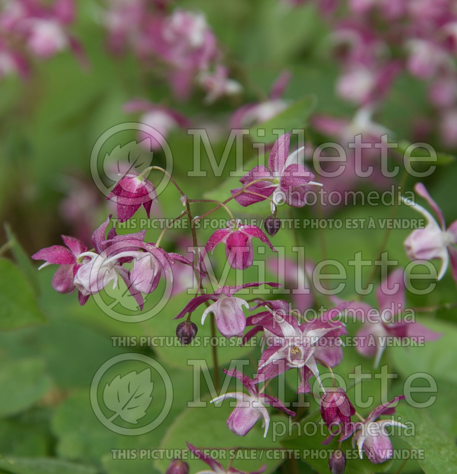 Epimedium Be My Valentine (Barrenwort) 2