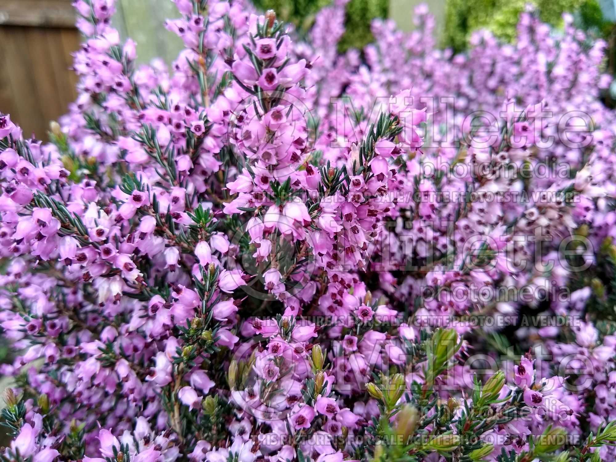 Erica Brightness (heather) 1