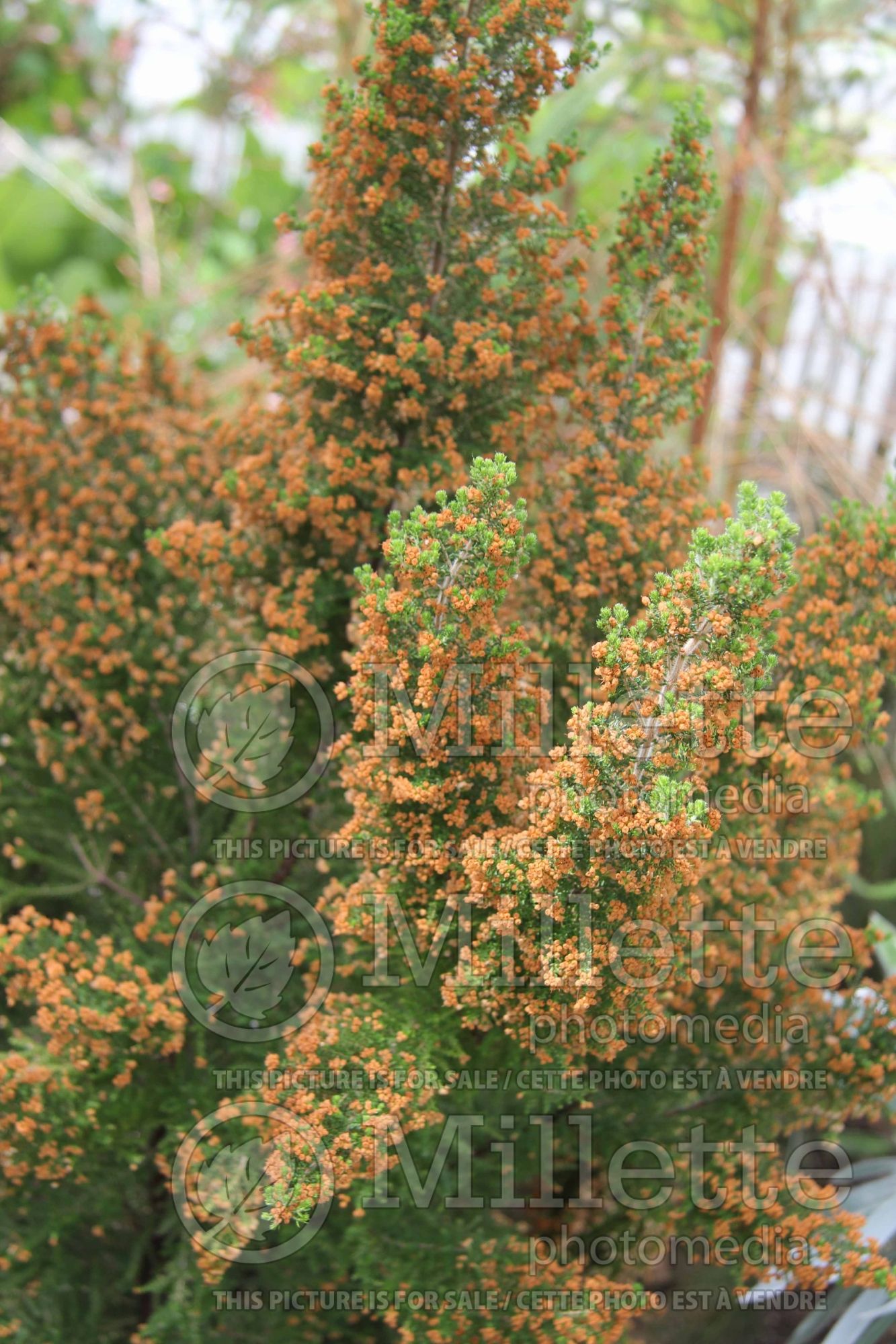 Erica scabriuscula (heather) 1