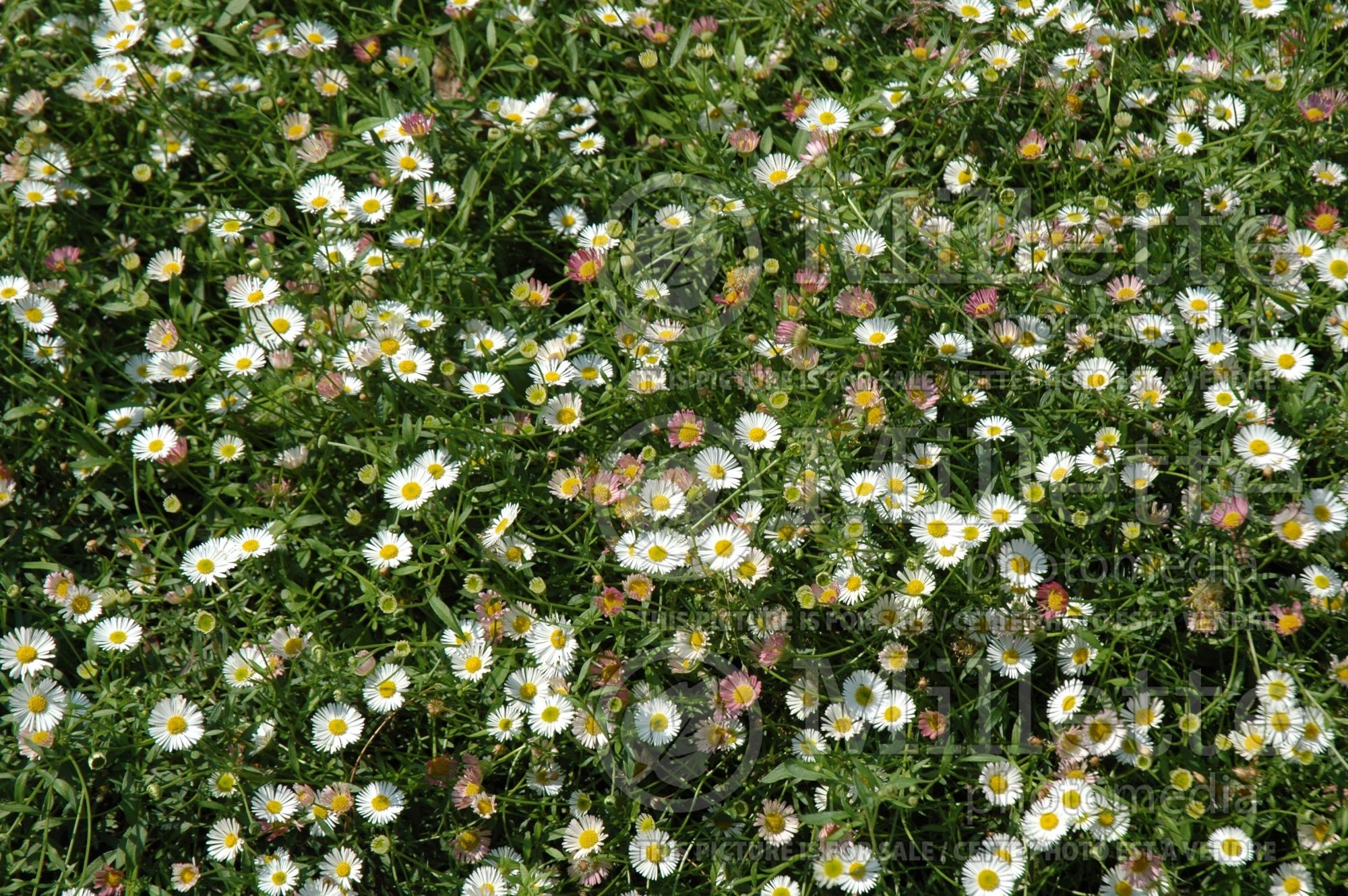 Erigeron Profusion (Fleabane Spanish Daisy) 3