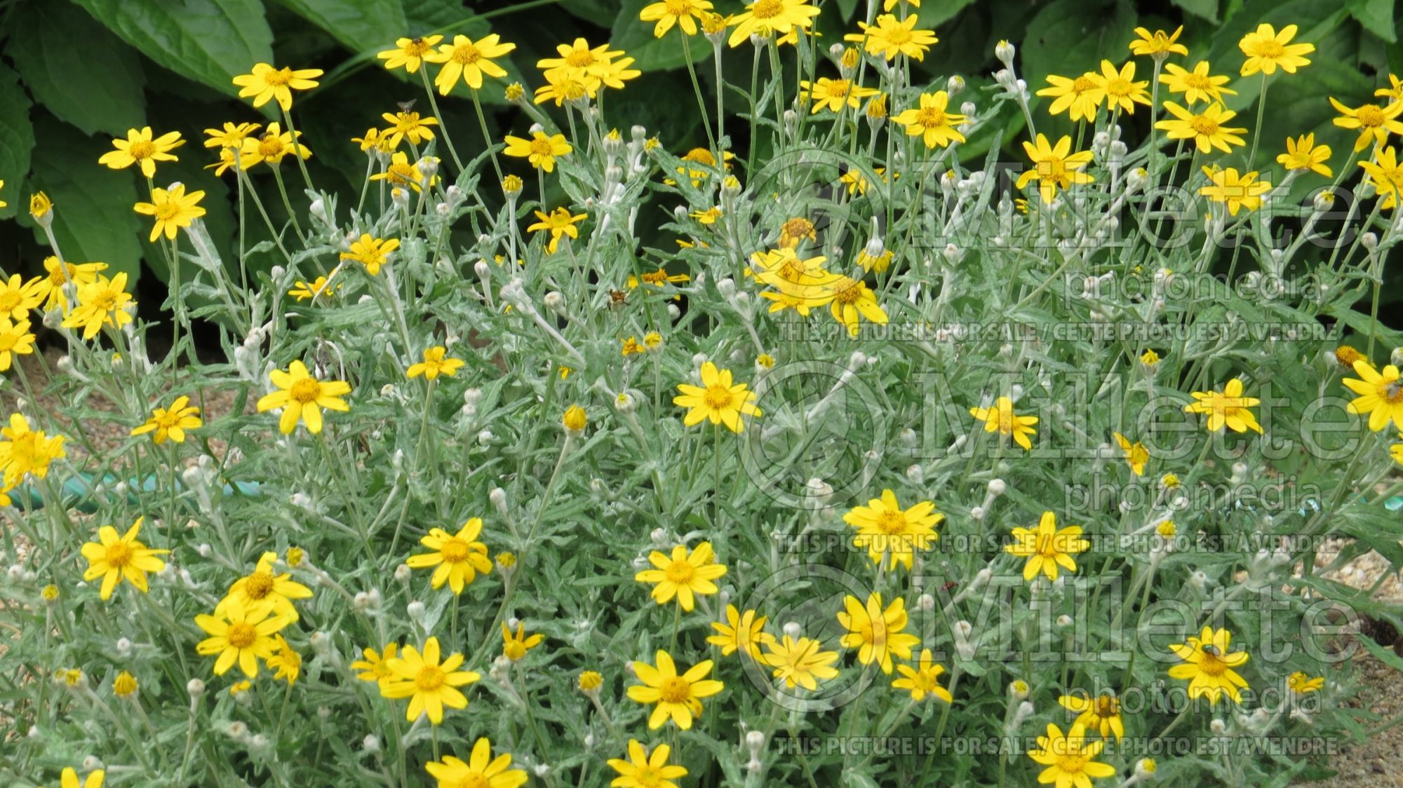 Eriophyllum lanatum integrifolium (Oregon sunshine) 1