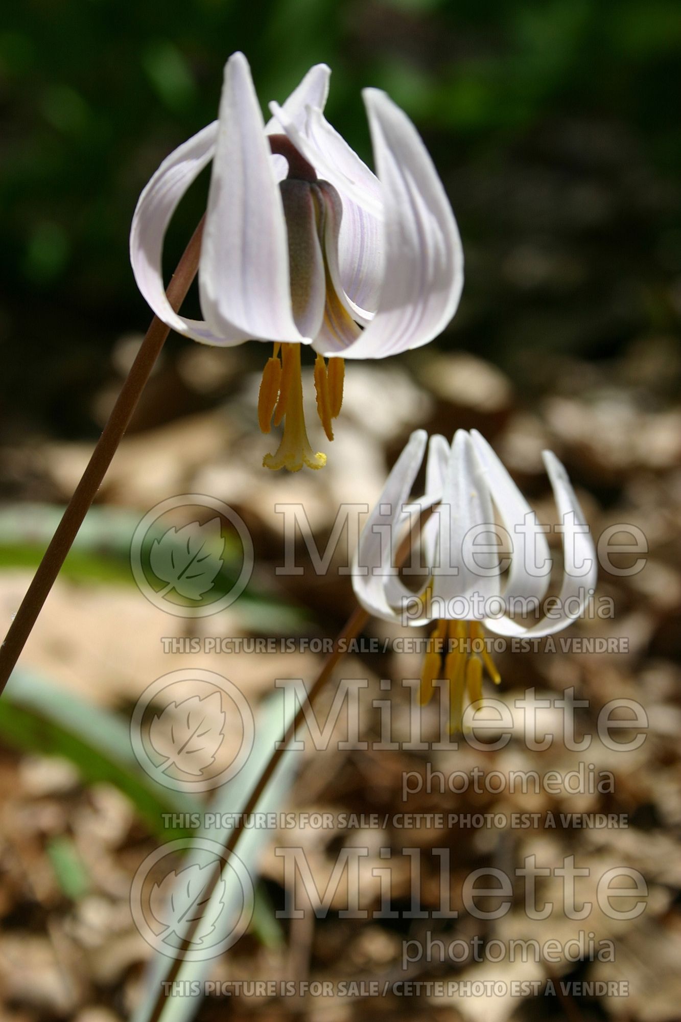 Erythronium albidum (White Trout Lily) 2