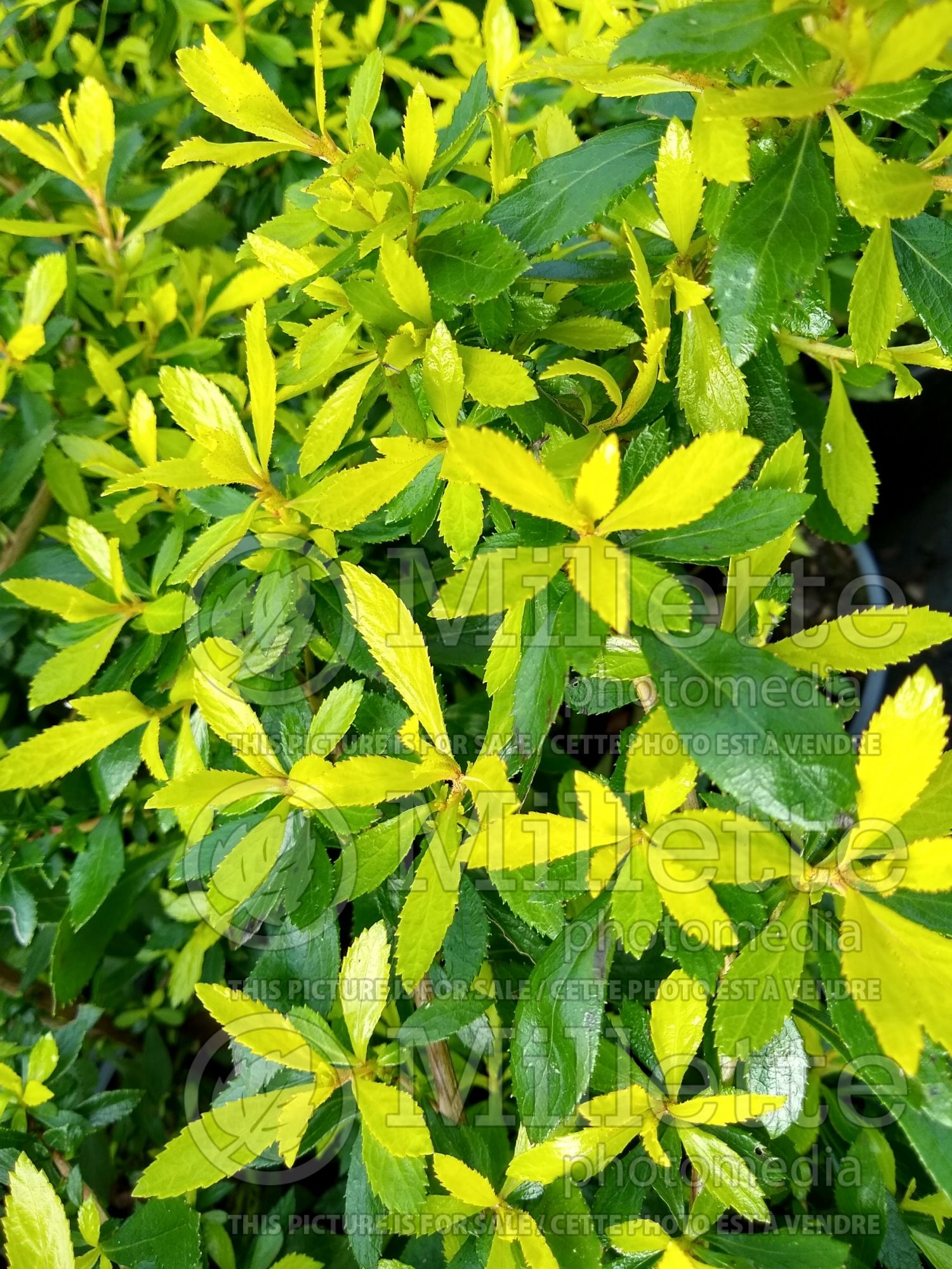 Escallonia Golden Carpet (Escallonia) 2