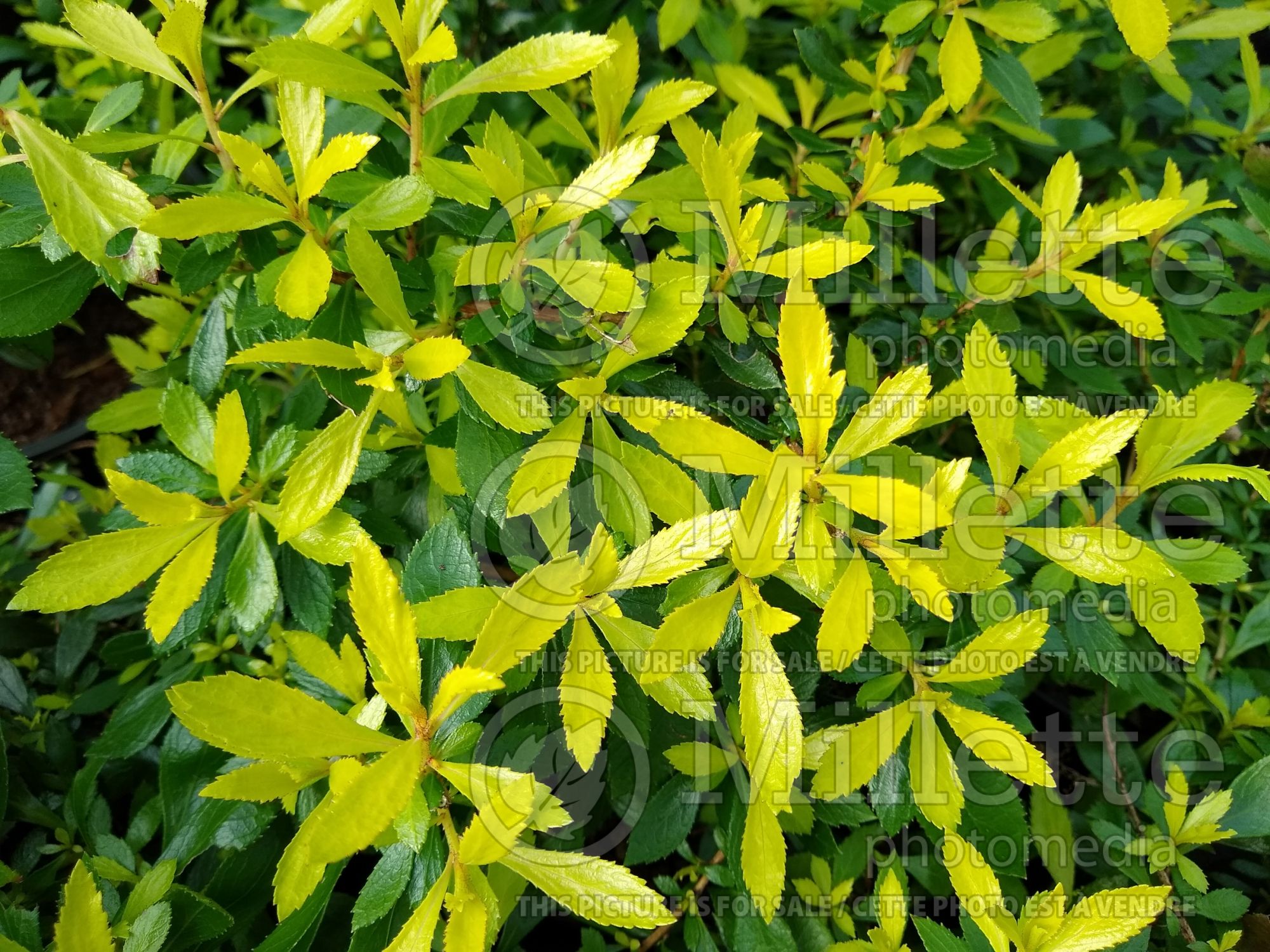 Escallonia Golden Carpet (Escallonia) 1