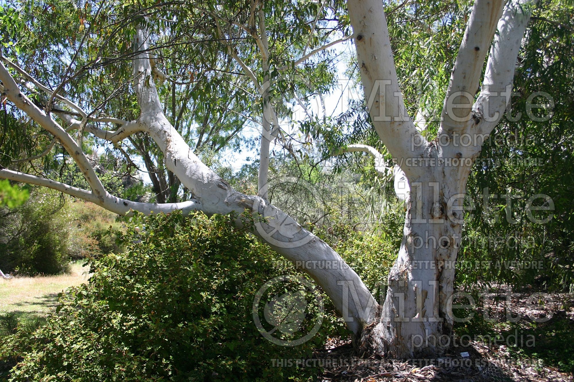 Eucalyptus laeliae (Darling Range ghost gum or butter gum) 1