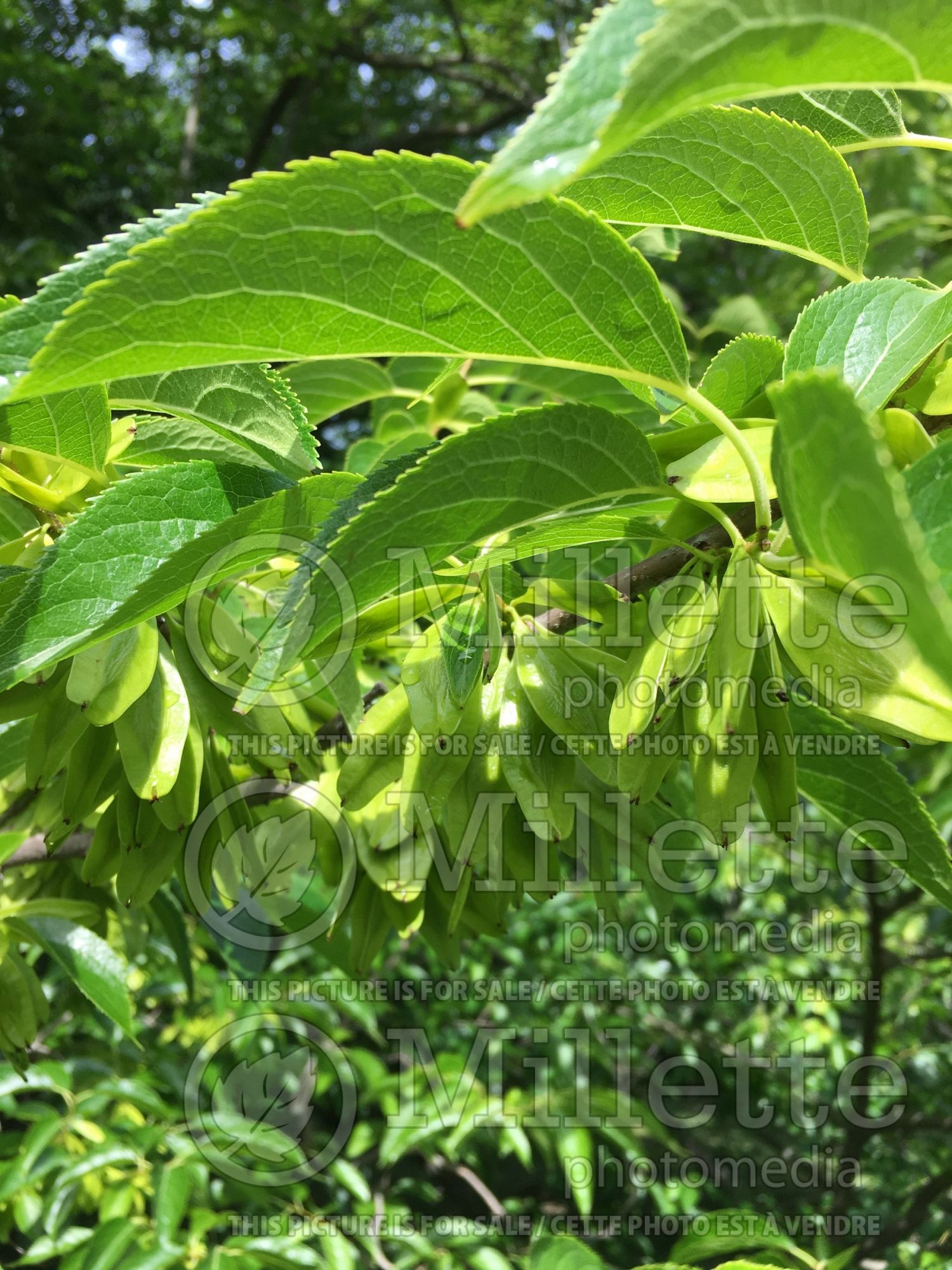 Eucommia ulmoides (rubber tree) 2