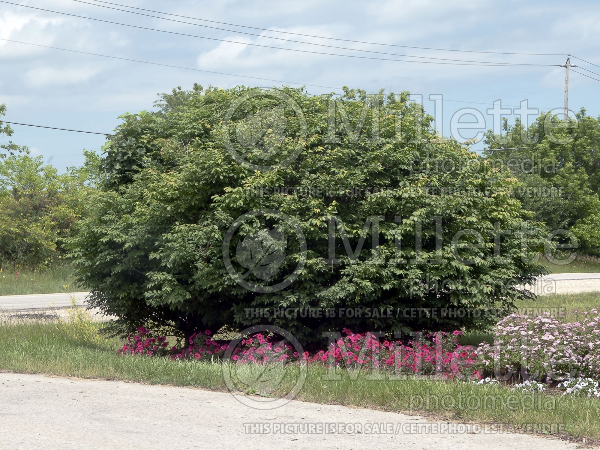 Euonymus alatus (Burning Bush) 4
