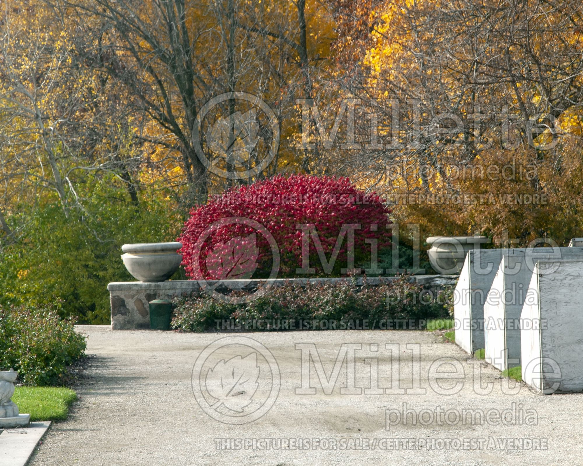Euonymus alatus (Burning Bush) 6